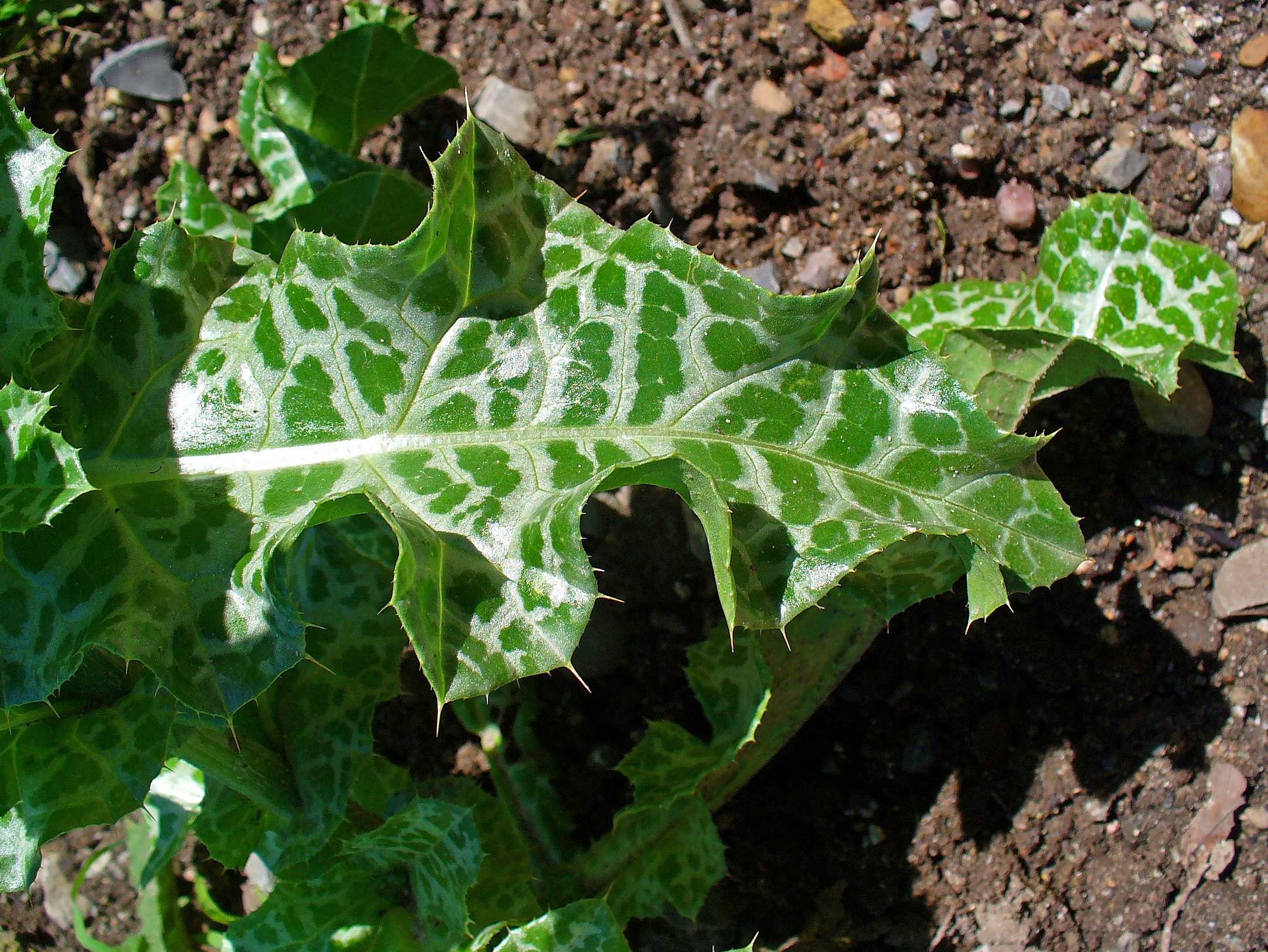 Blessed thistle leaf identification view