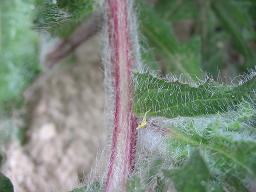 Blessed thistle stem identification view