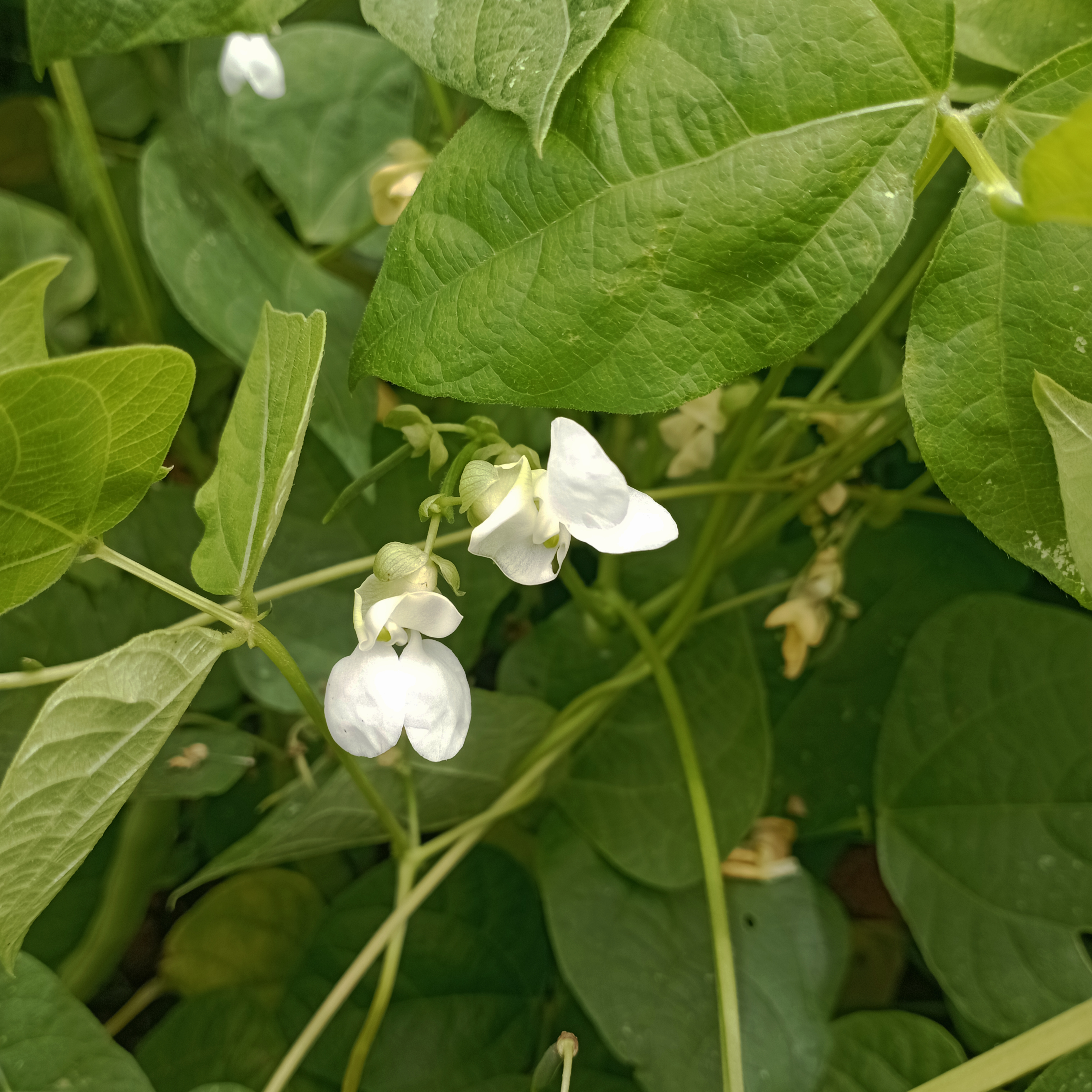 Black Turtle Bean flower identification view