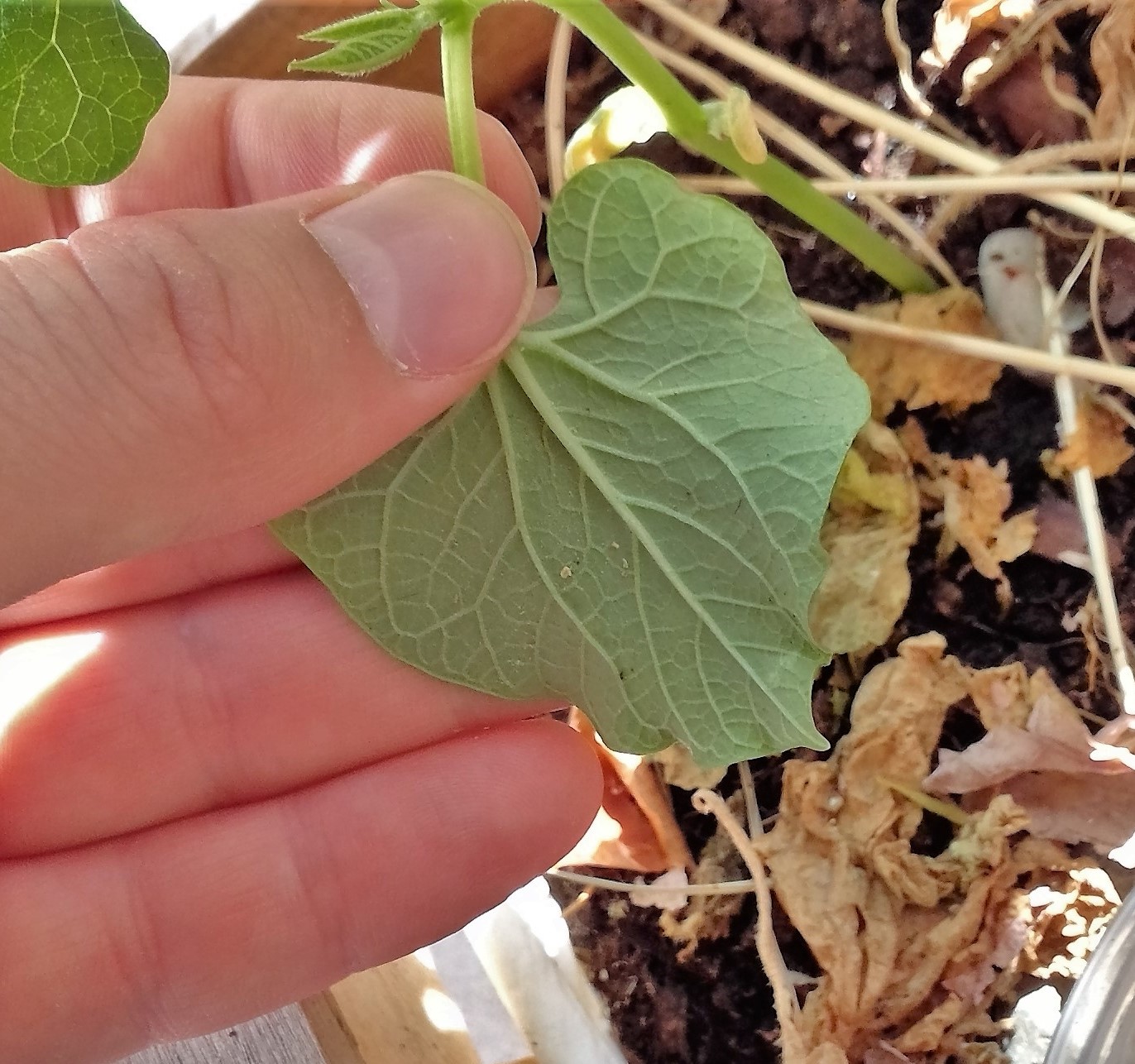 Black Turtle Bean leaf identification view