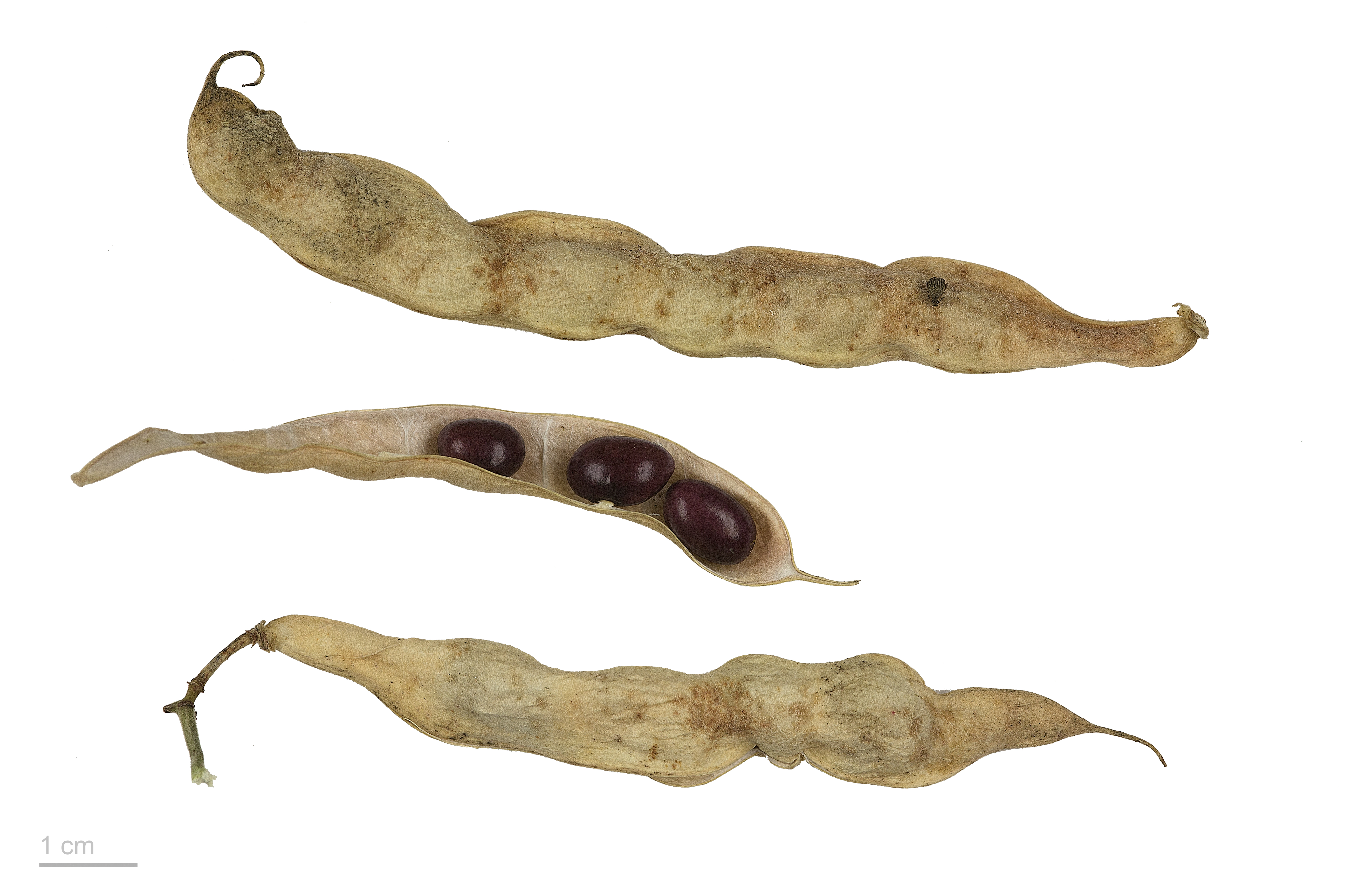 Black Turtle Bean plant identification view