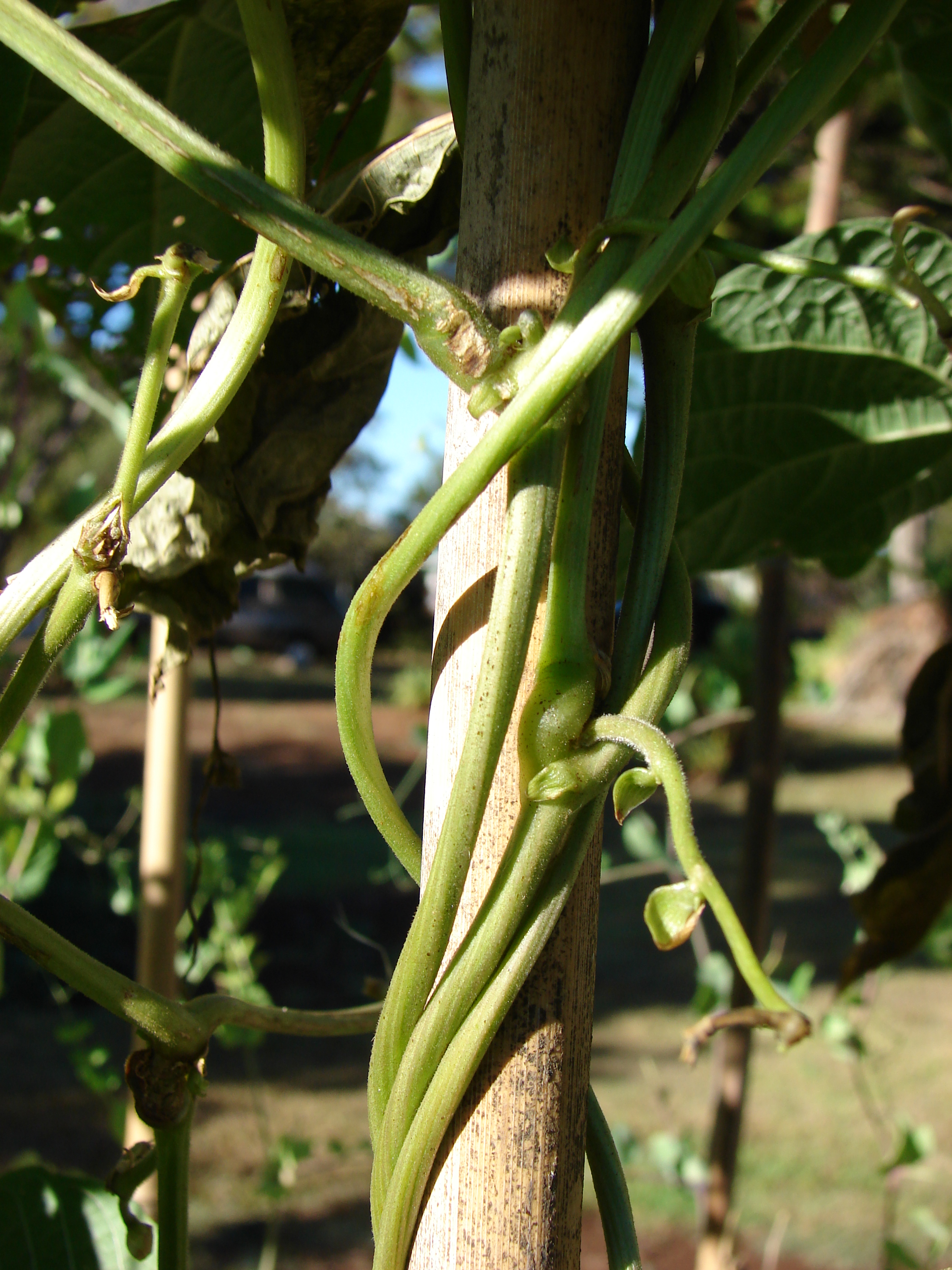 Black Turtle Bean stem identification view