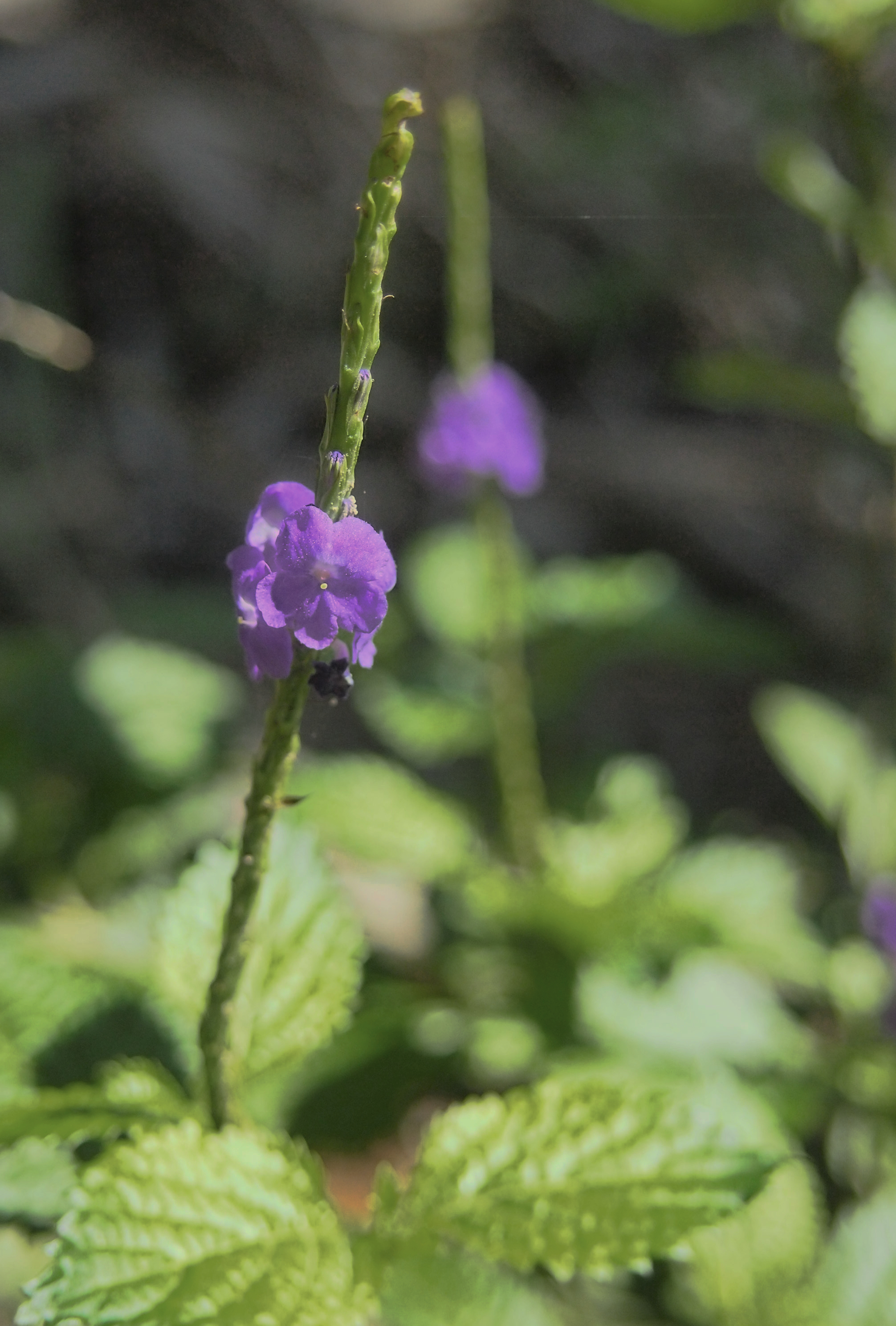 Blue snakeweed flower identification view
