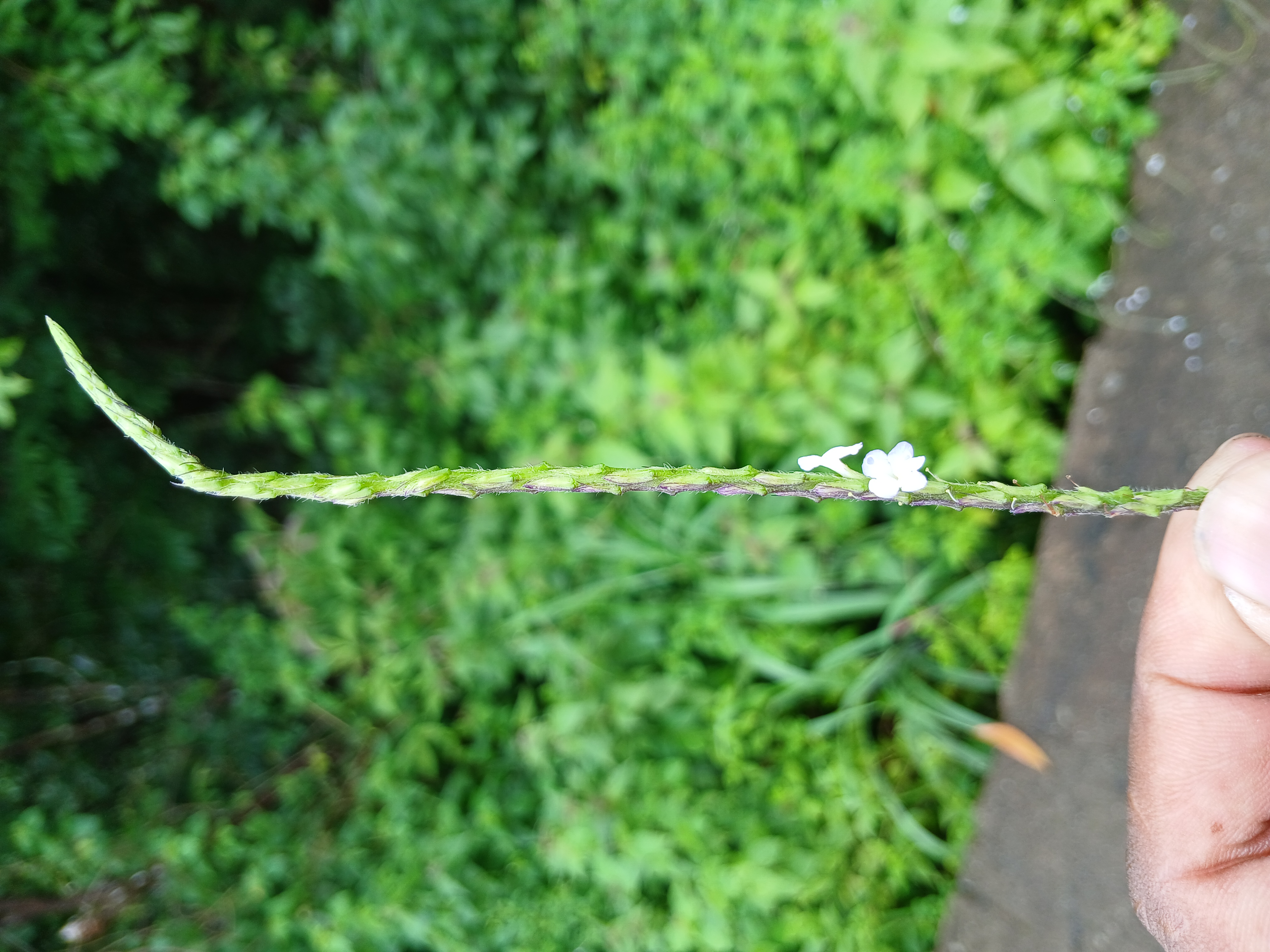 Blue snakeweed fruit identification view