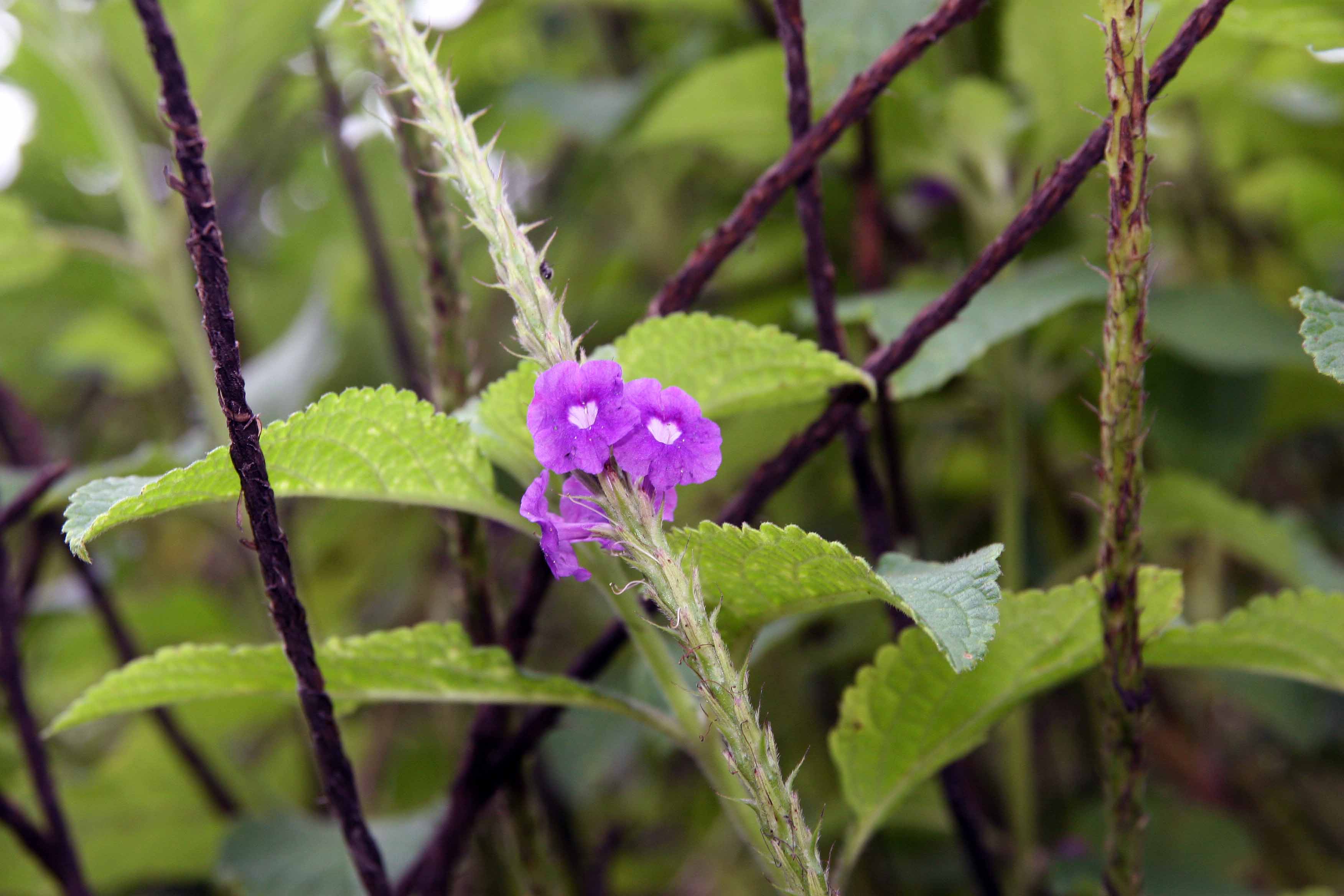 Blue snakeweed leaf identification view