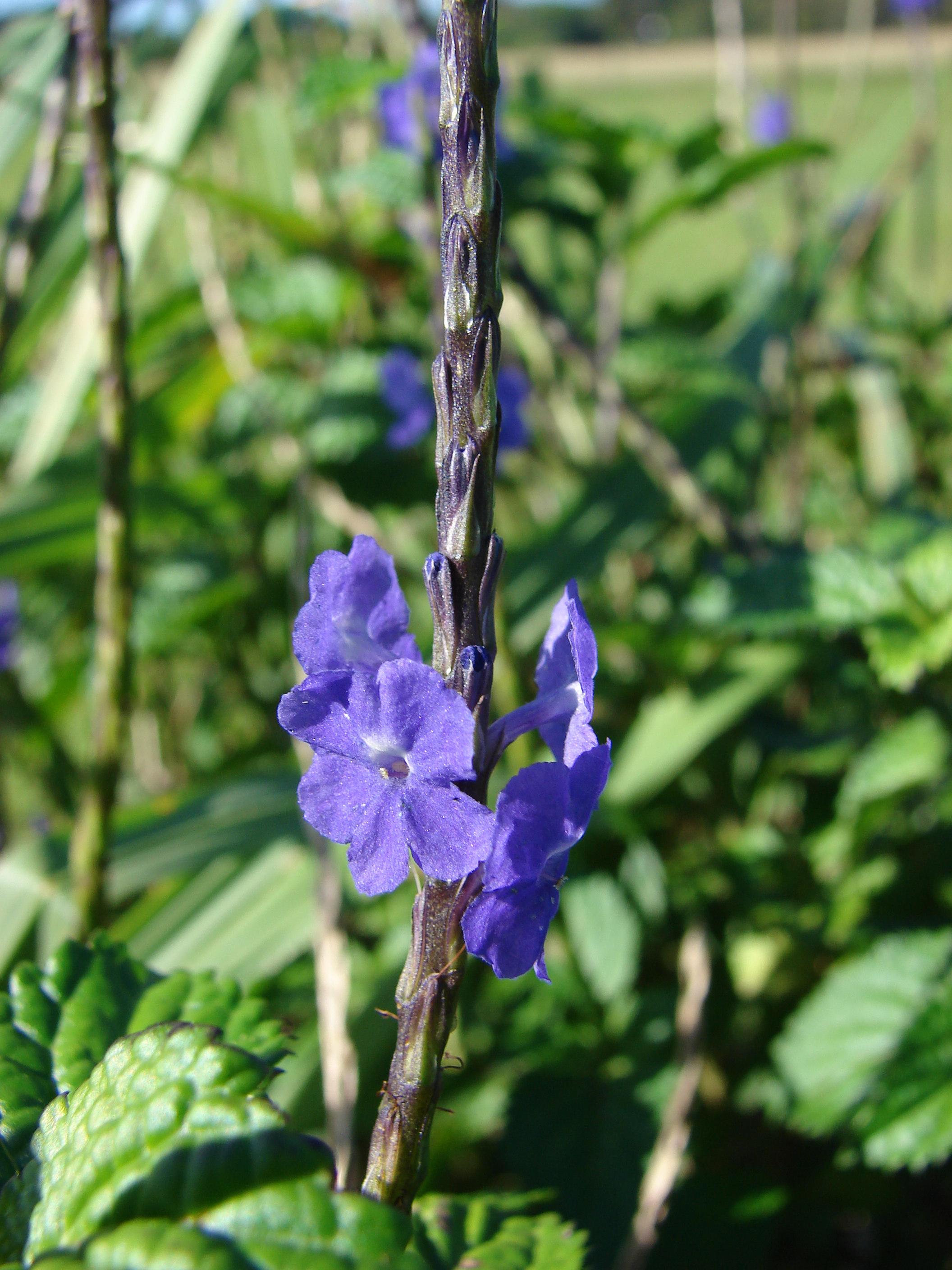 Blue snakeweed plant identification view