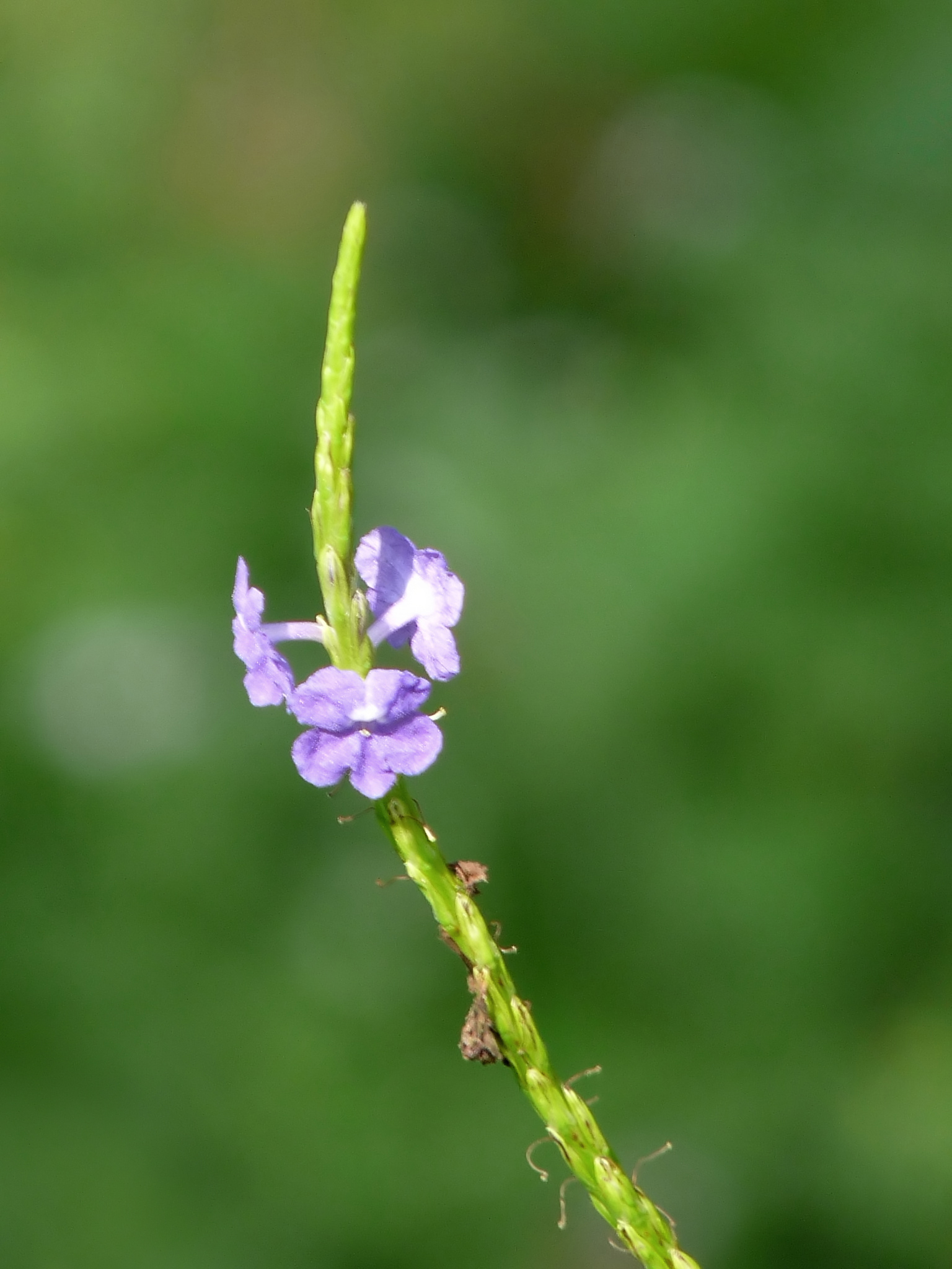 Blue snakeweed stem identification view
