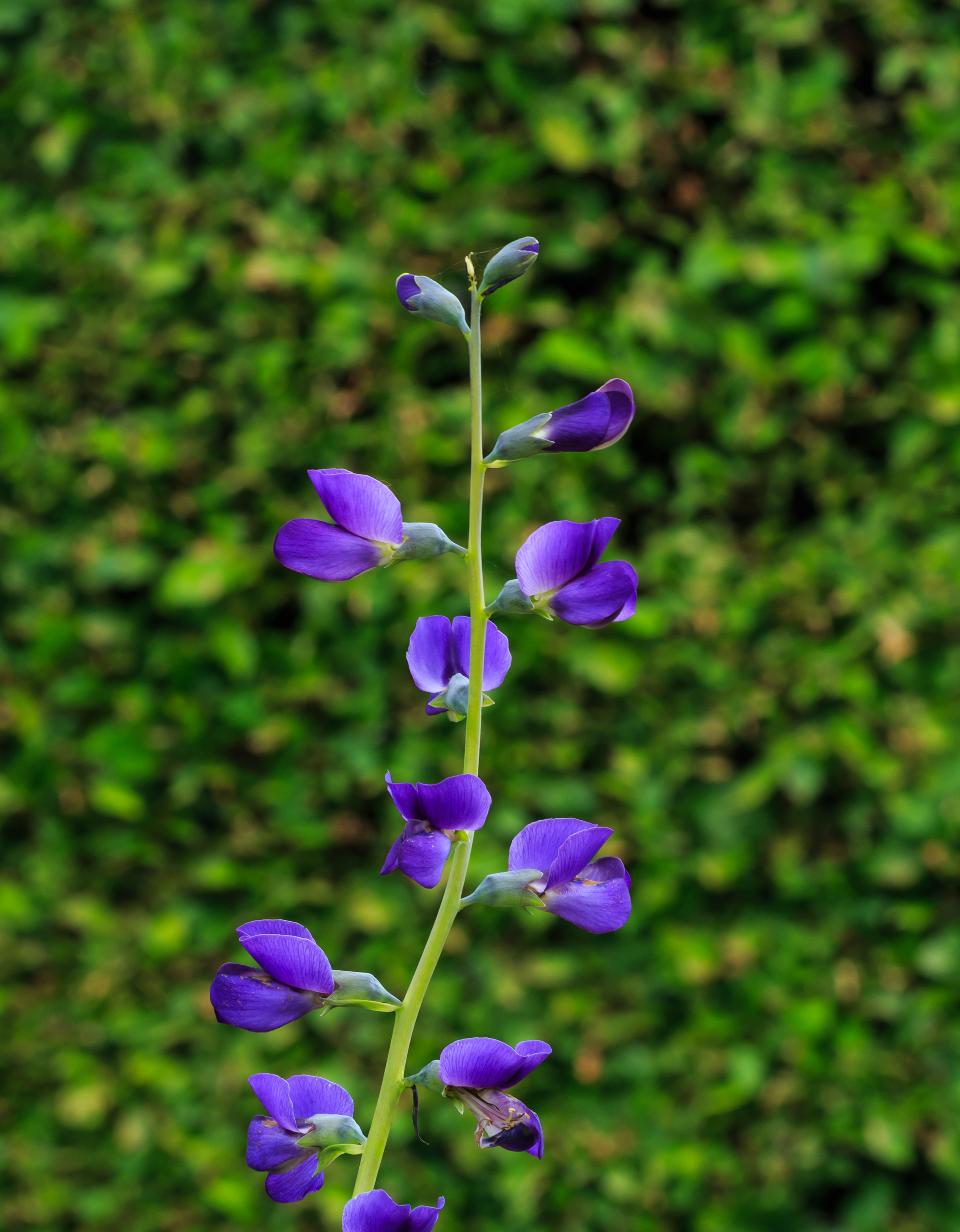 blue wild indigo flower identification view