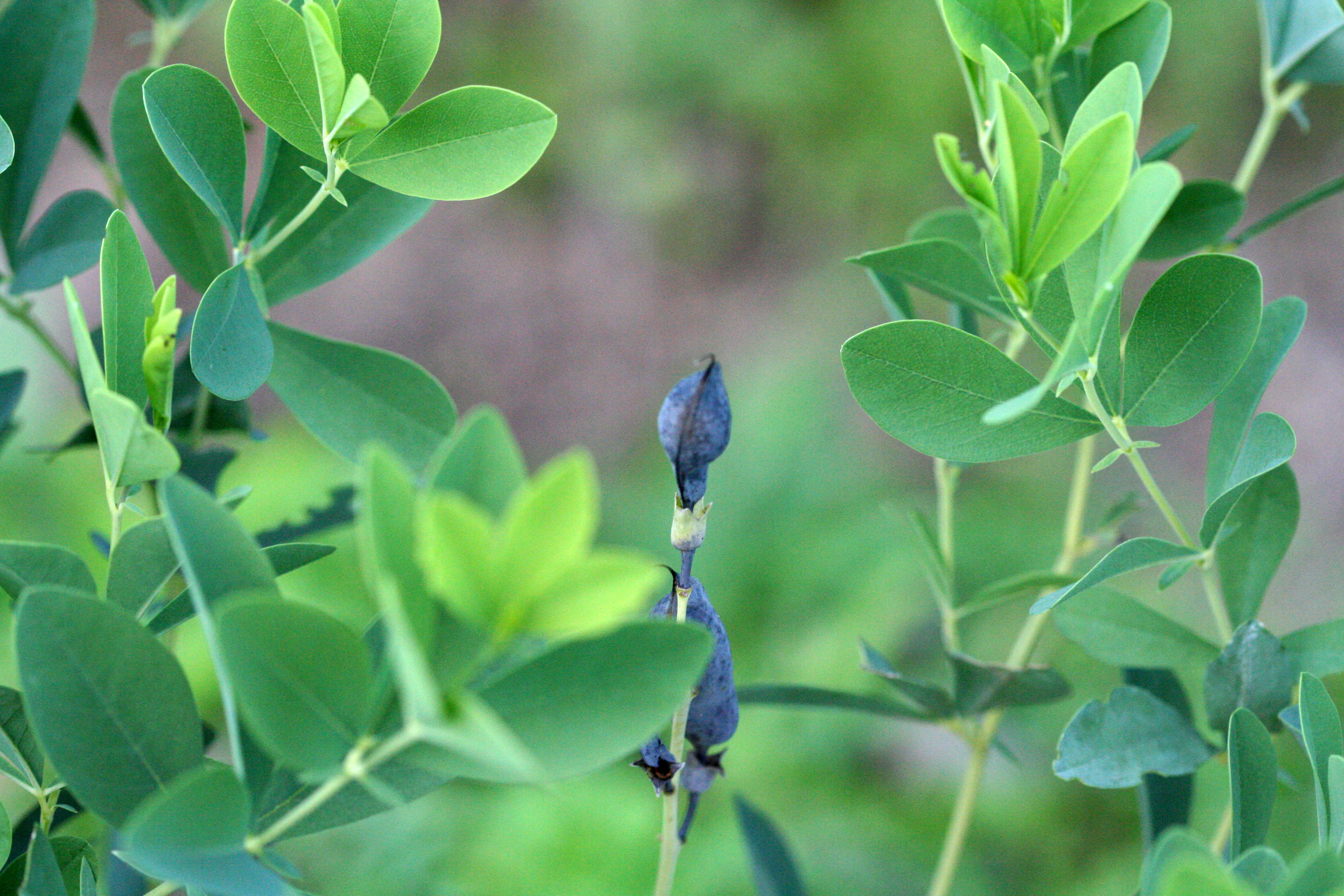 blue wild indigo fruit identification view