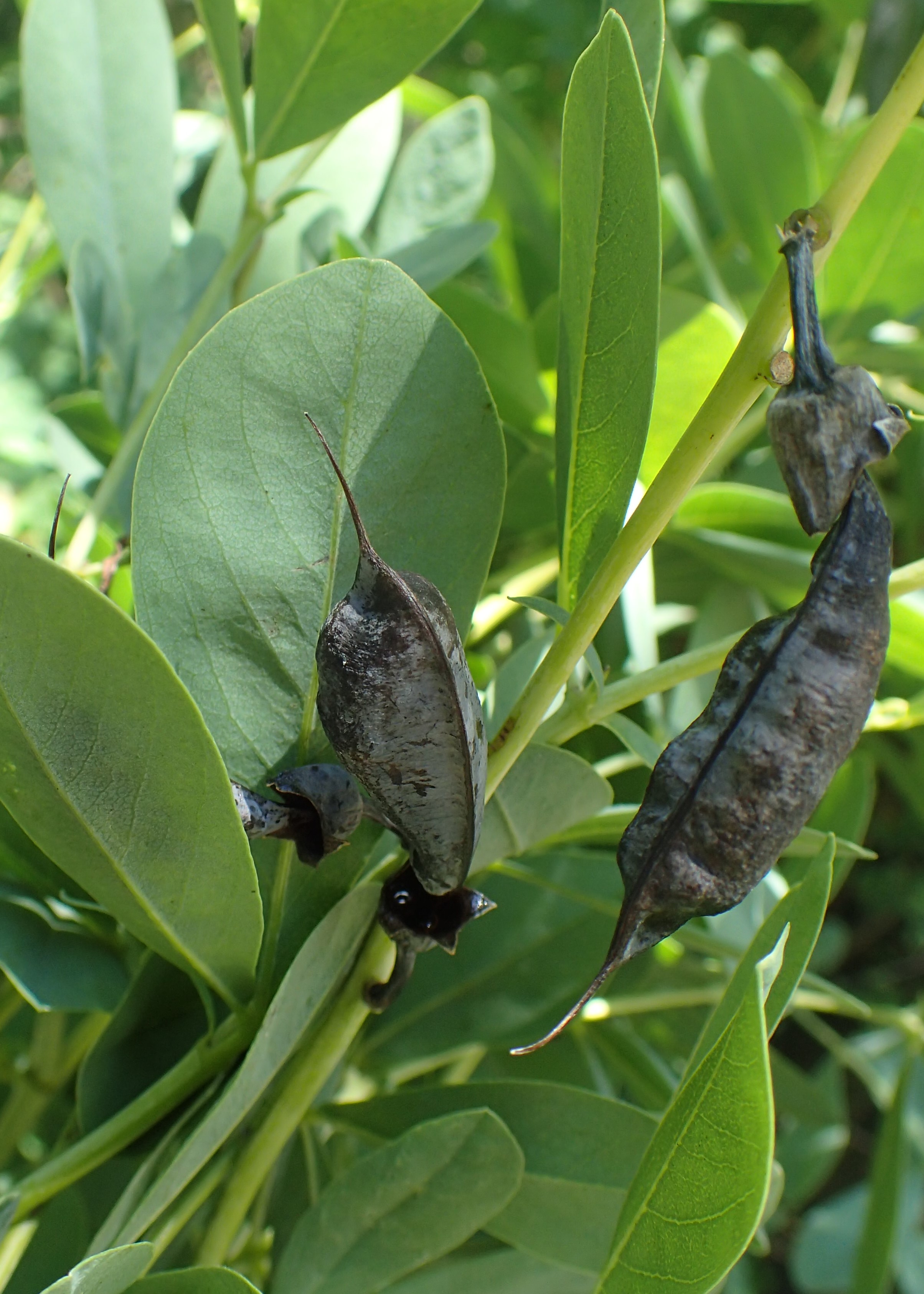 blue wild indigo plant identification view