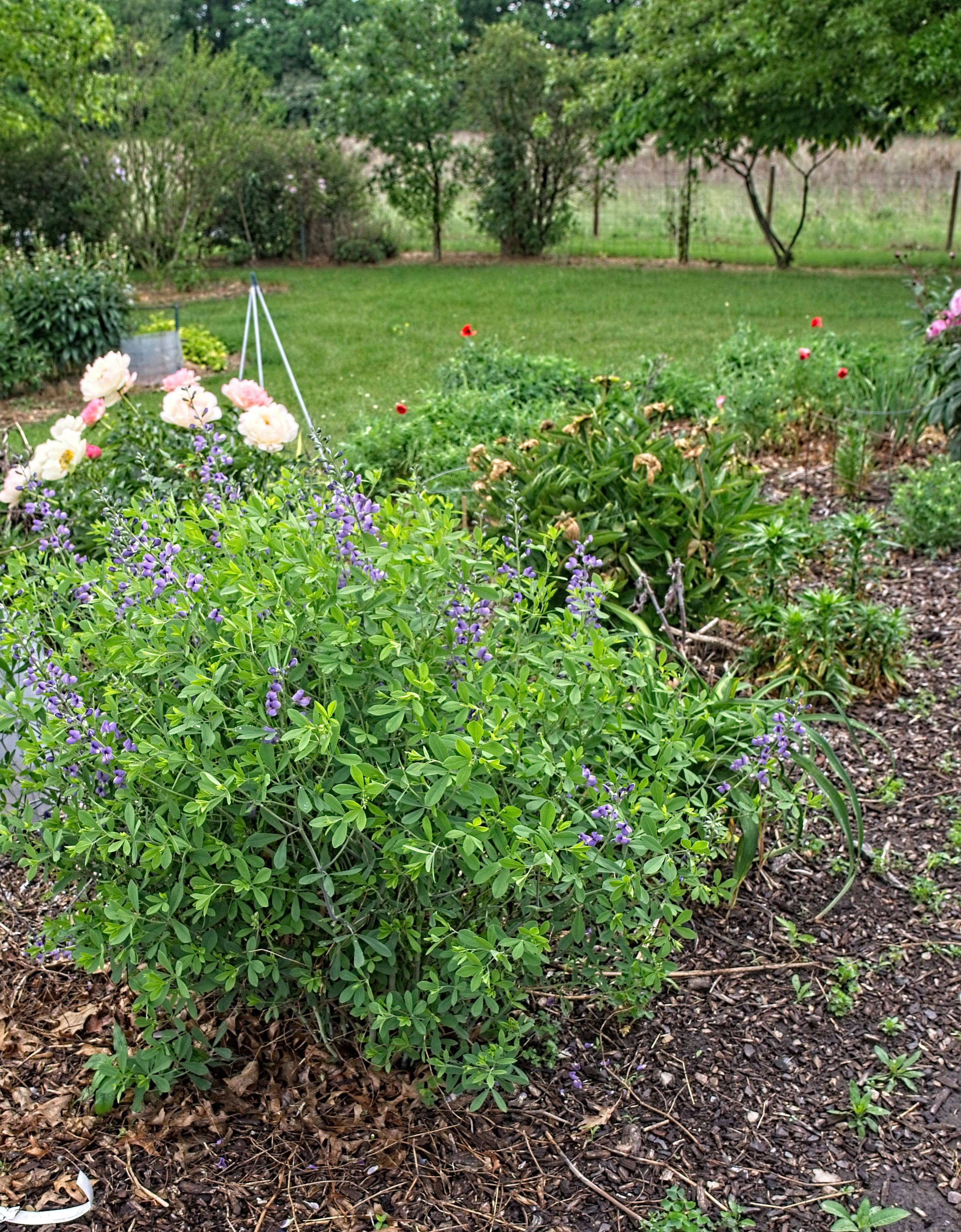 blue wild indigo stem identification view