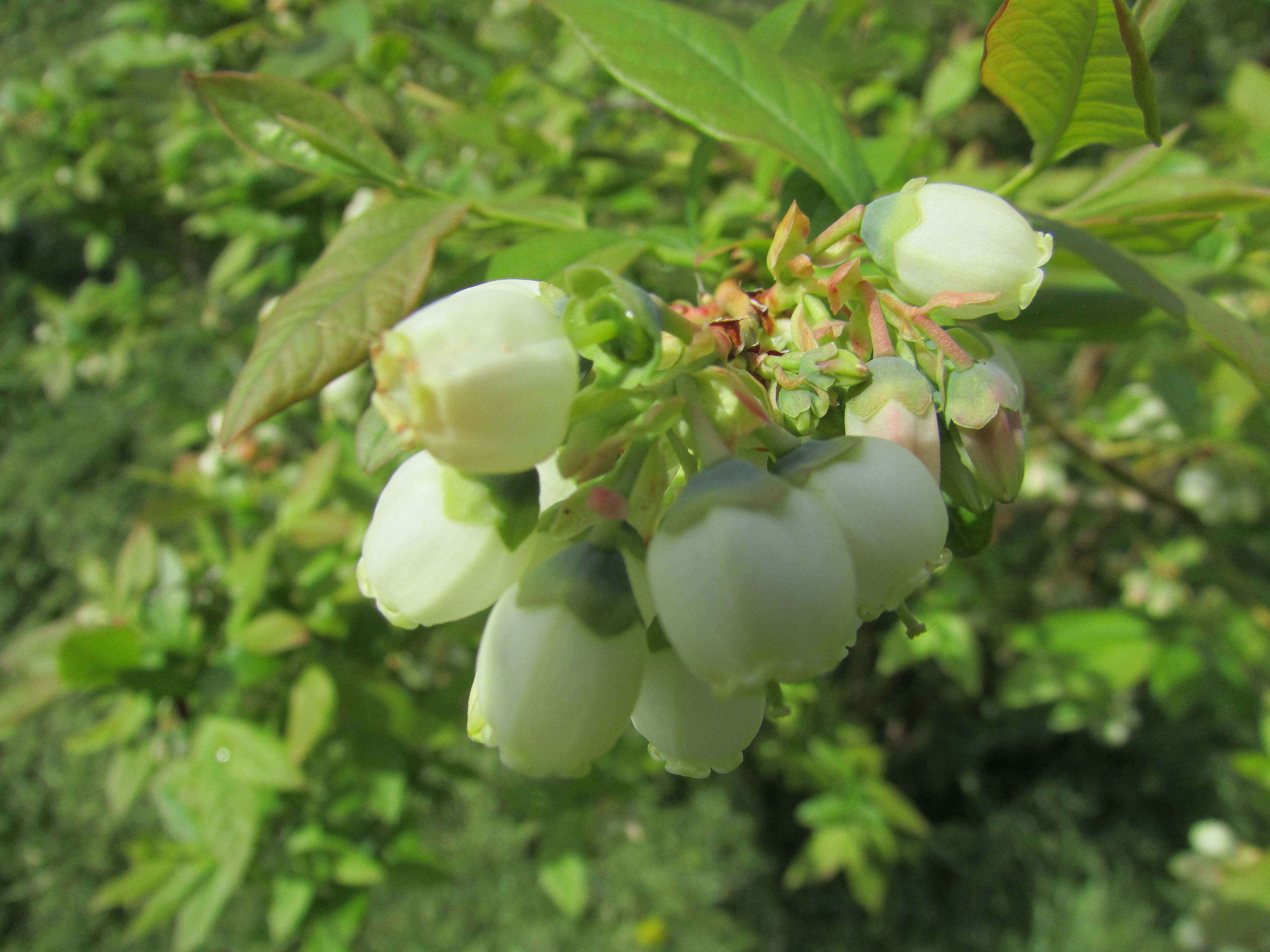 Blueberries flower identification view