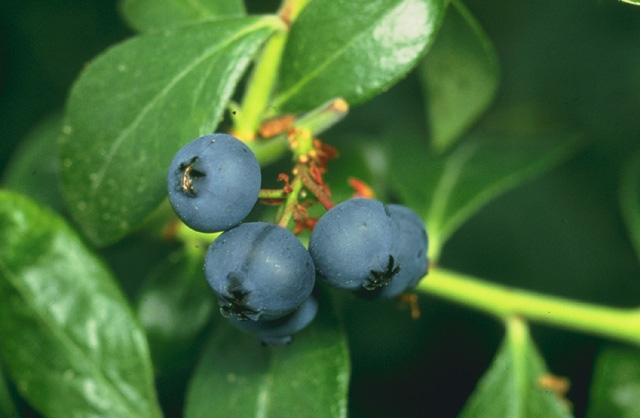 Blueberries leaf identification view