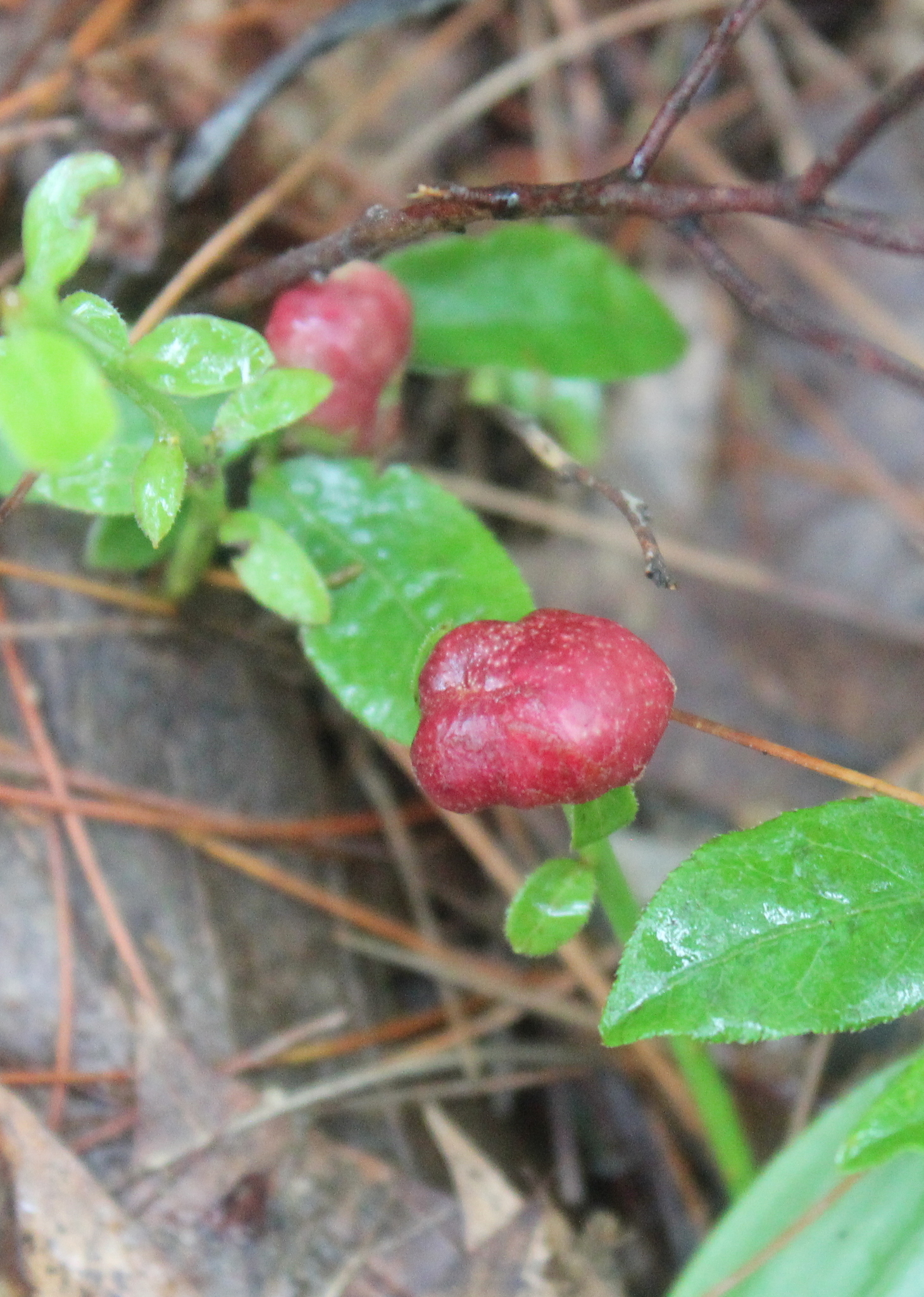 Blueberries stem identification view