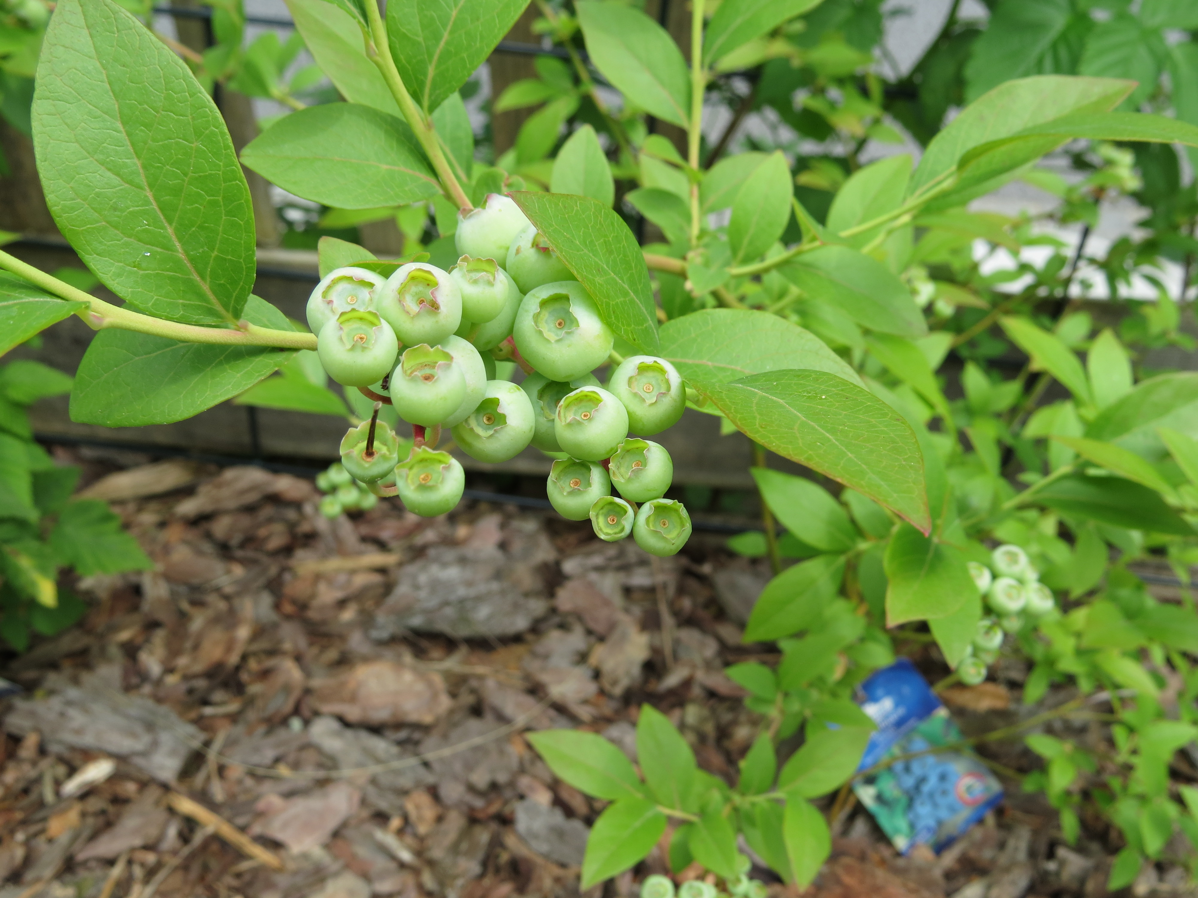 Blueberry fruit identification view