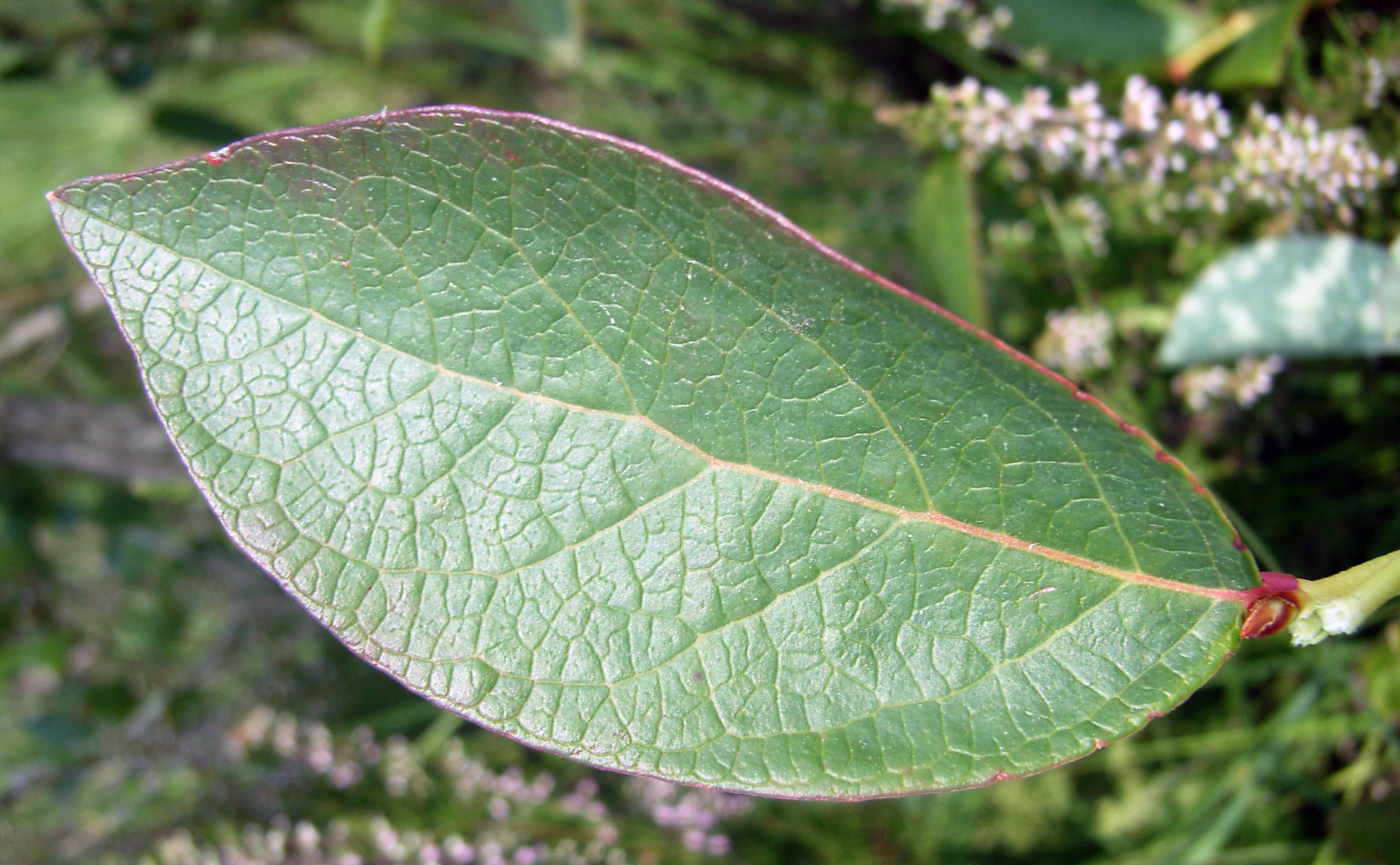 Blueberry leaf identification view