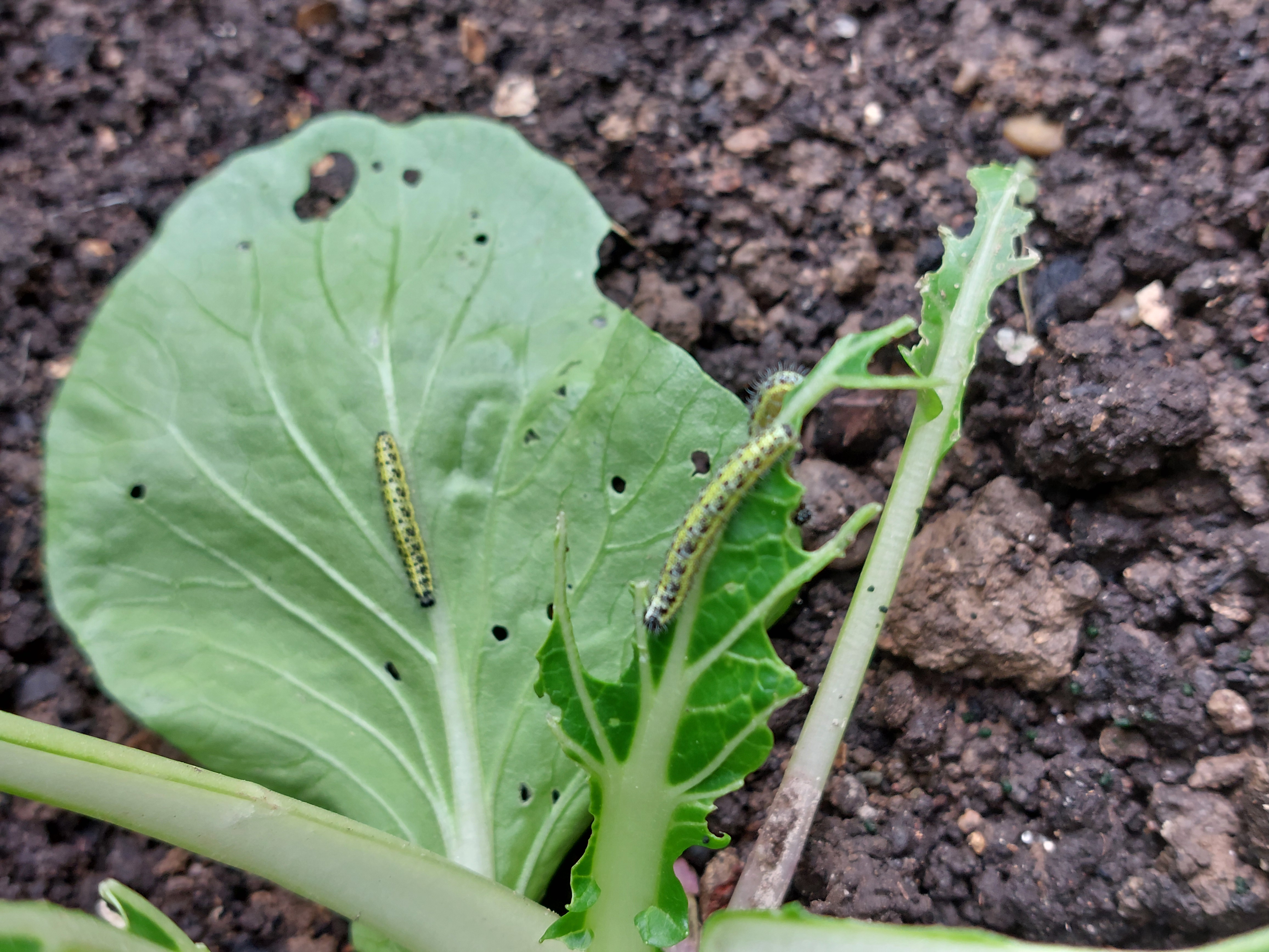 Bok Choy fruit identification view