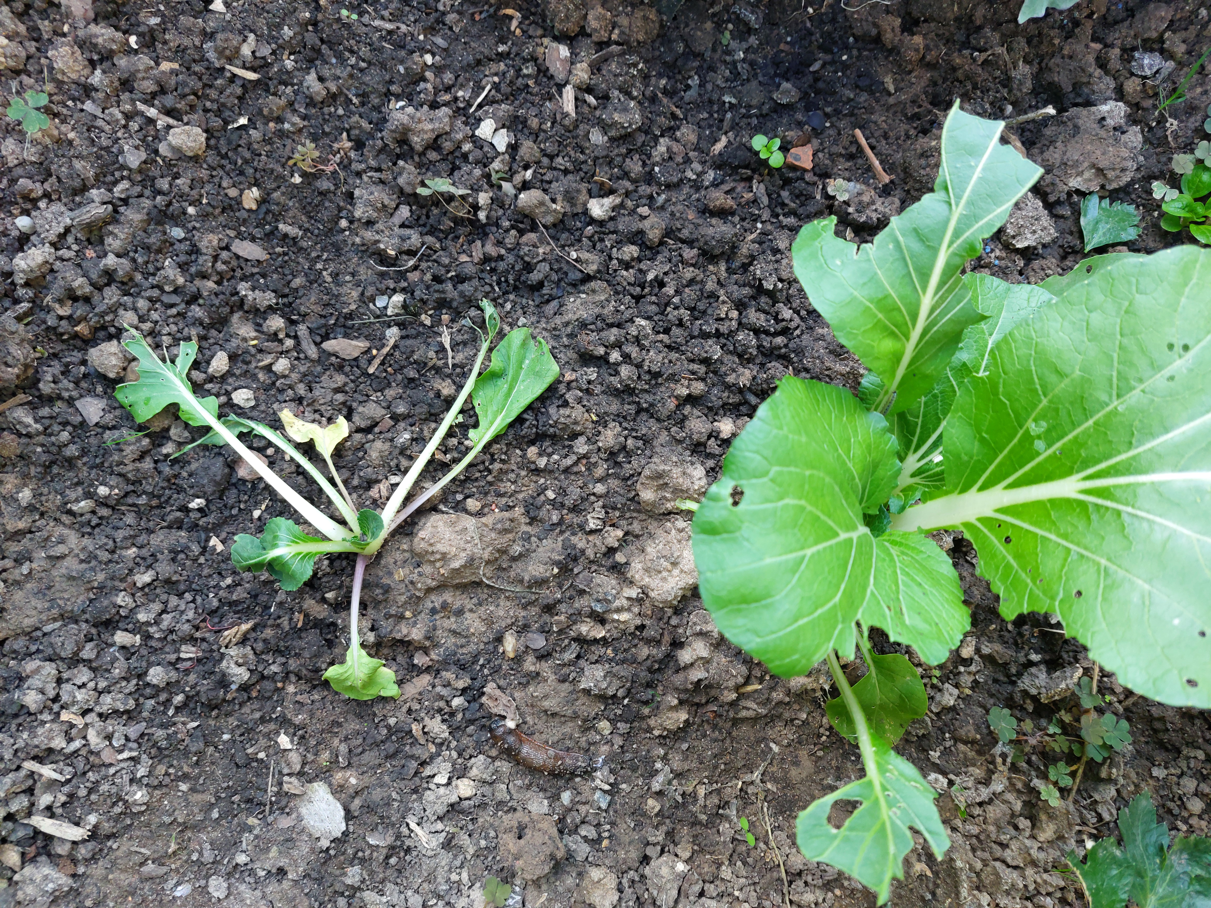 Bok Choy plant identification view