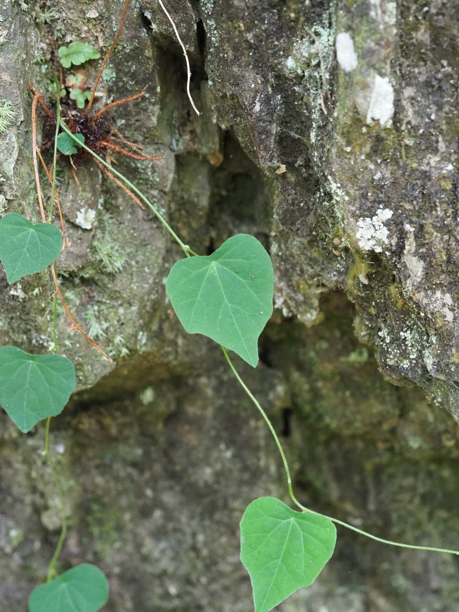 Botryodiscia plant identification view