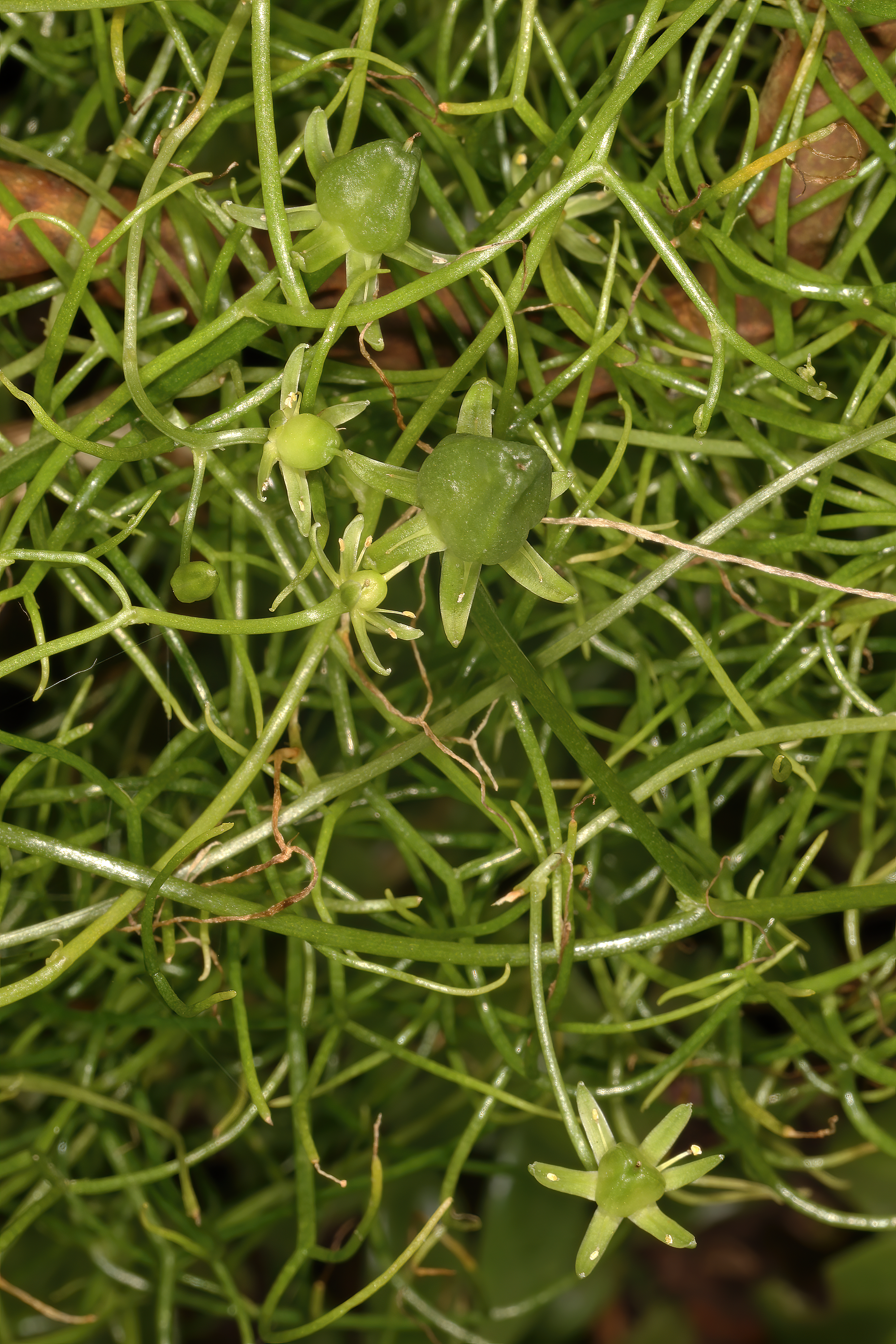 Bowiea fruit identification view