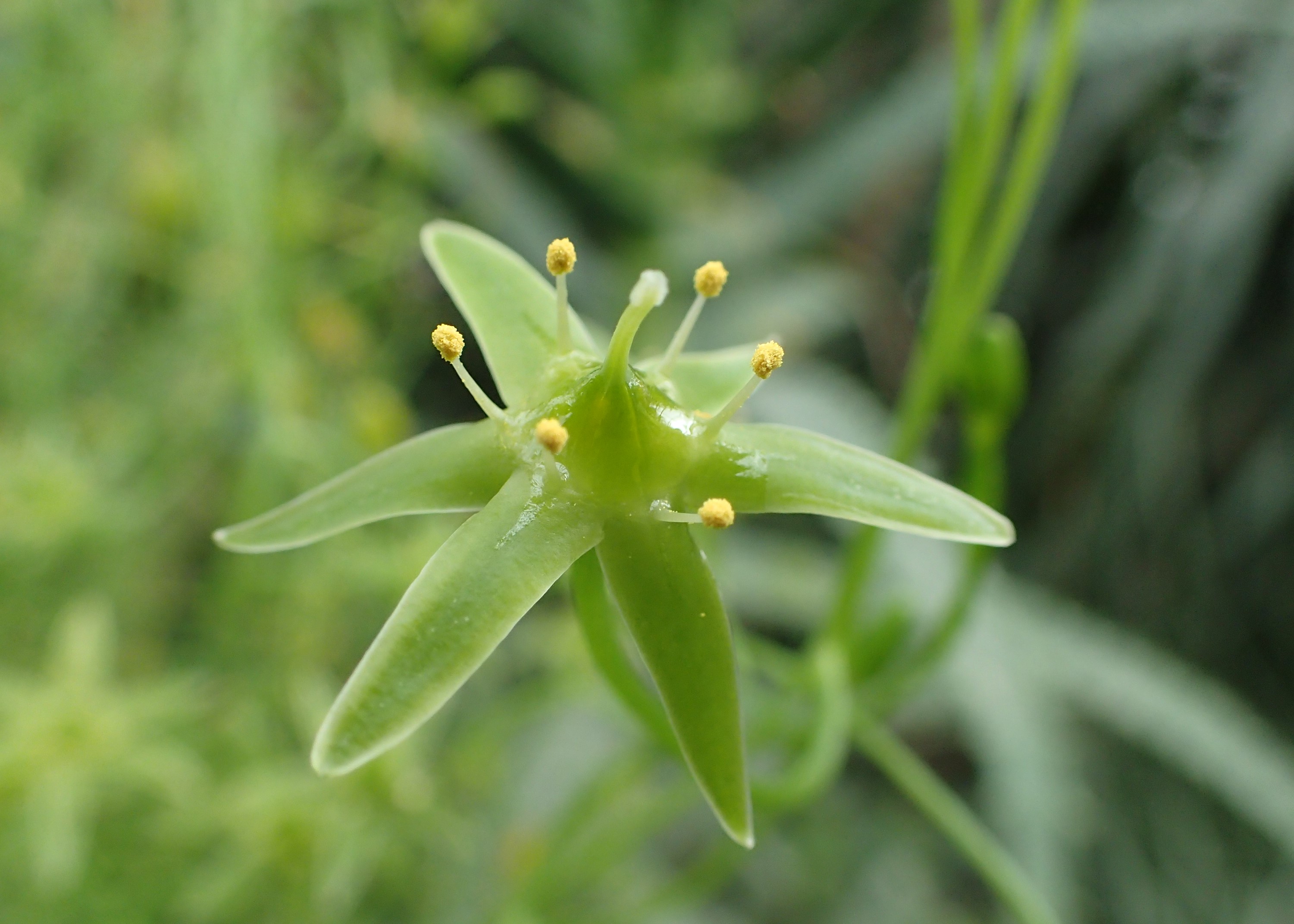 Bowiea plant identification view