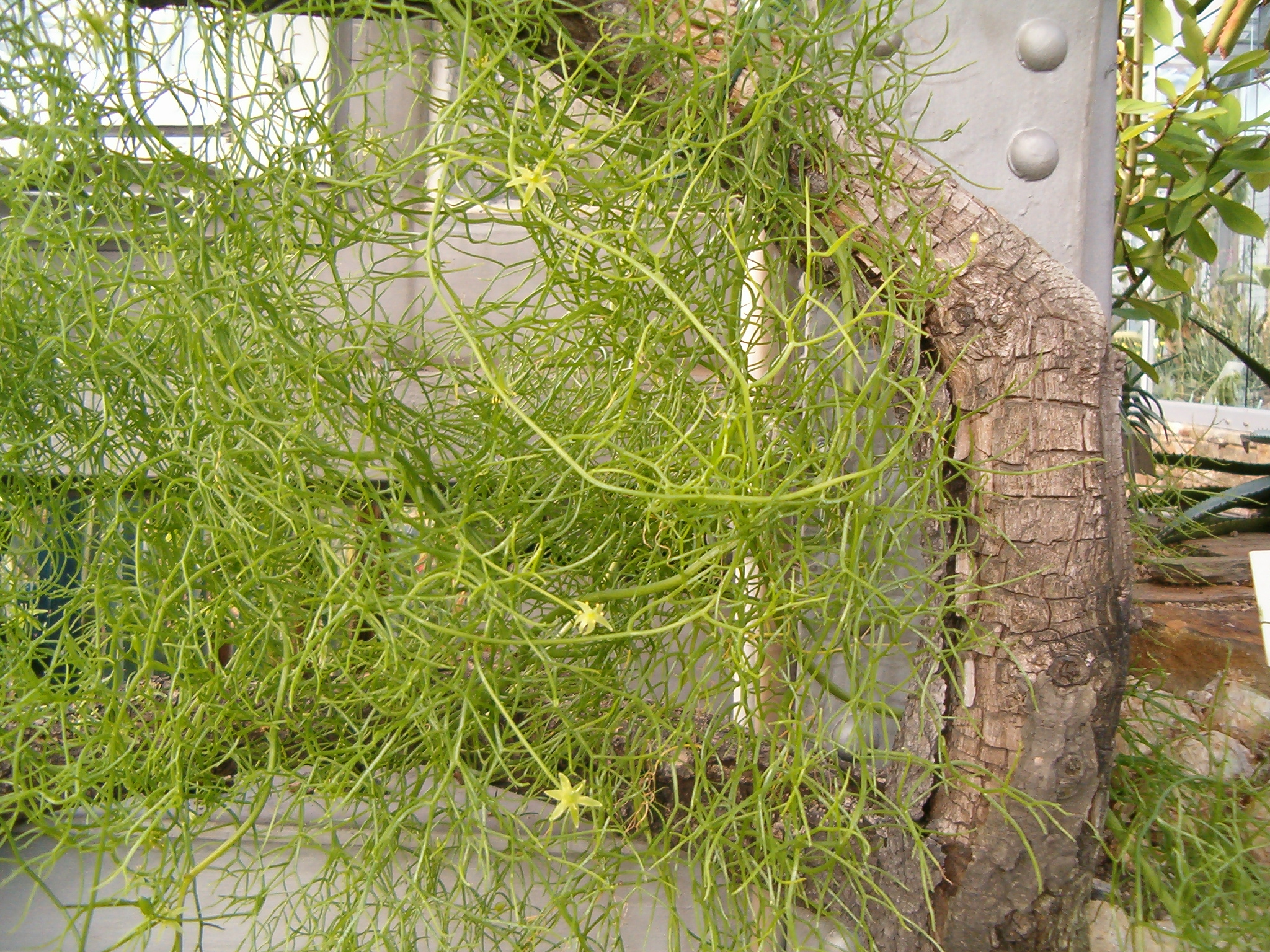 Bowiea stem identification view