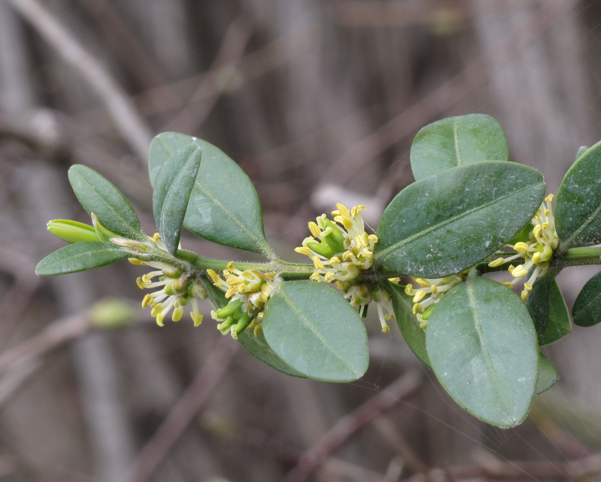 Boxwood flower identification view