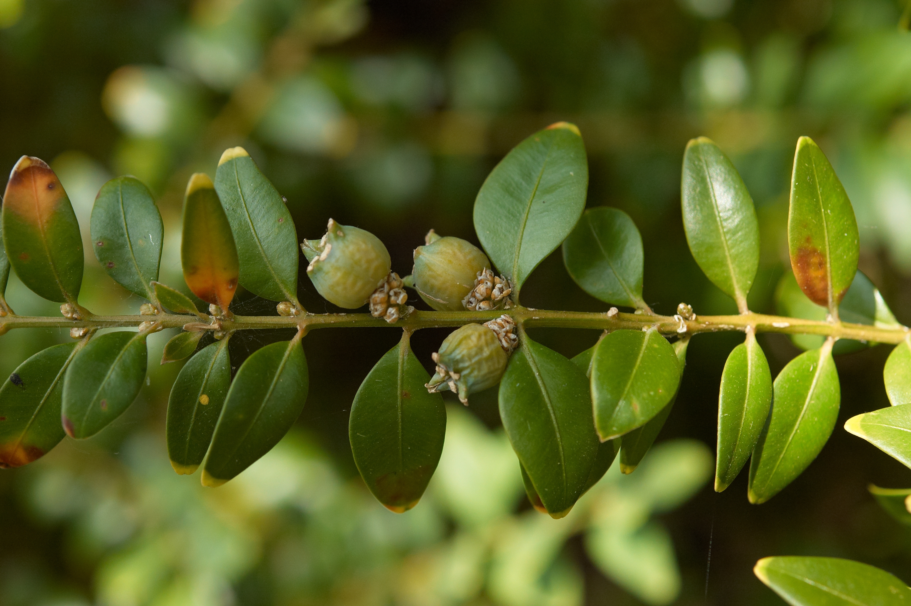 Boxwood fruit identification view