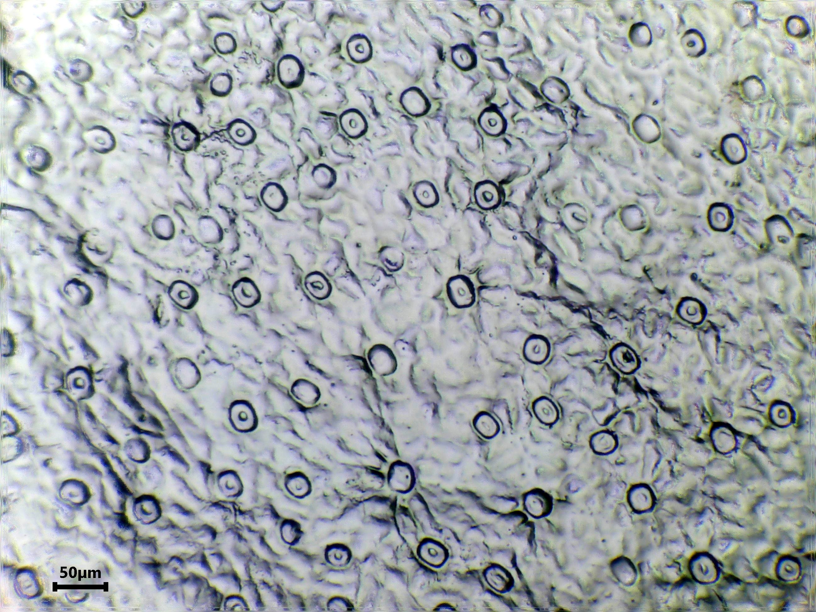 Boxwood leaf identification view
