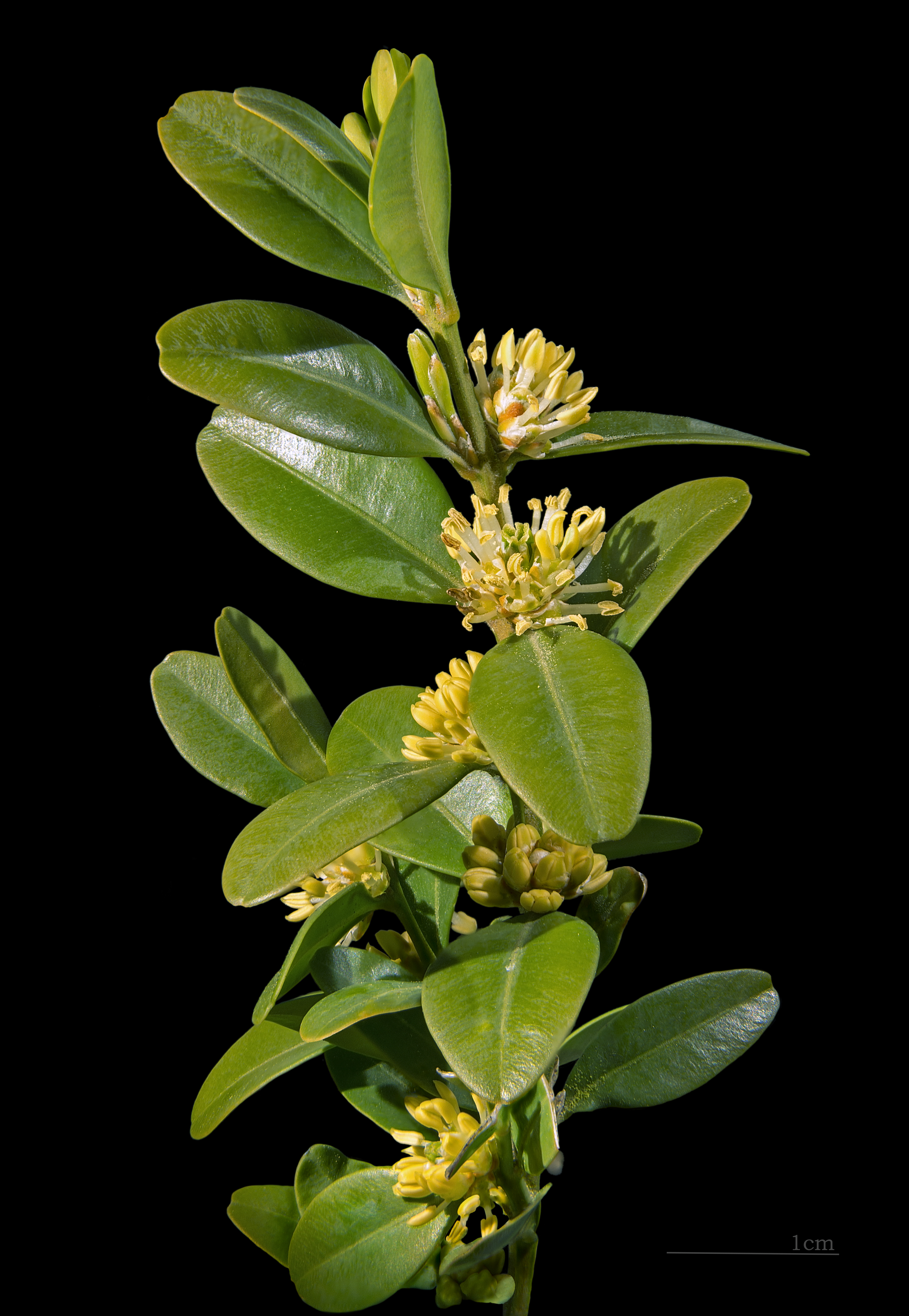 Boxwood plant identification view