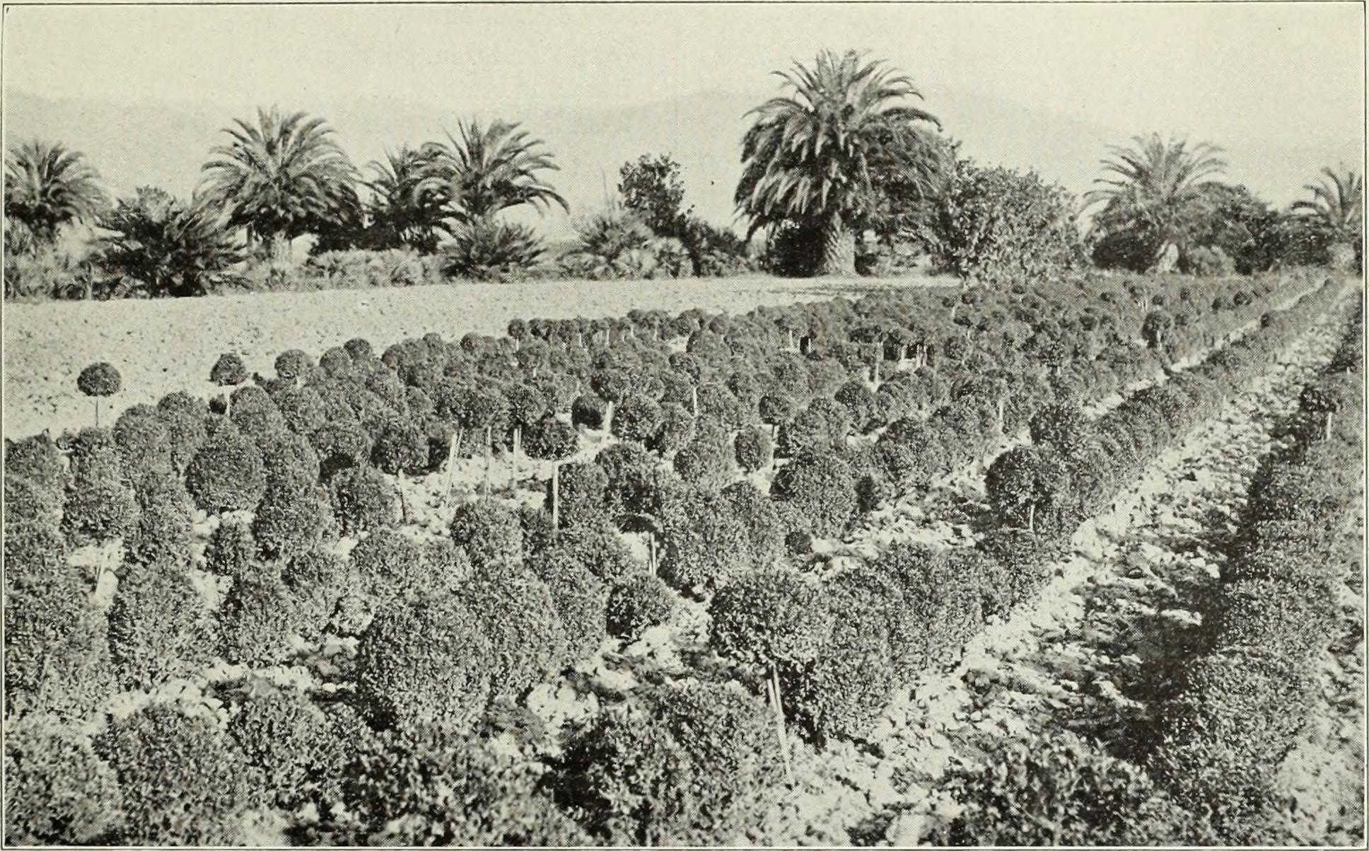 Boxwood stem identification view