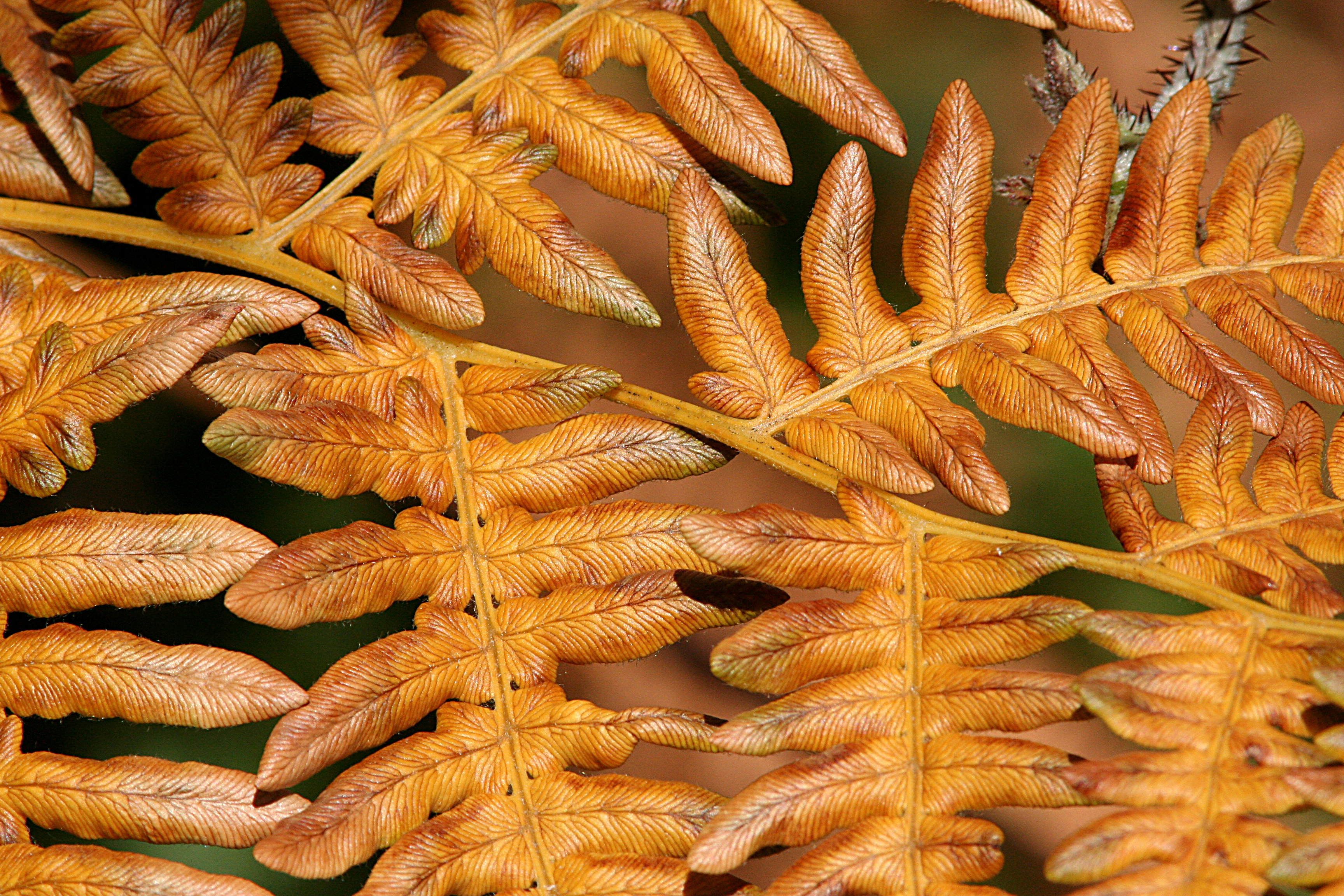 Bracken Fern flower identification view