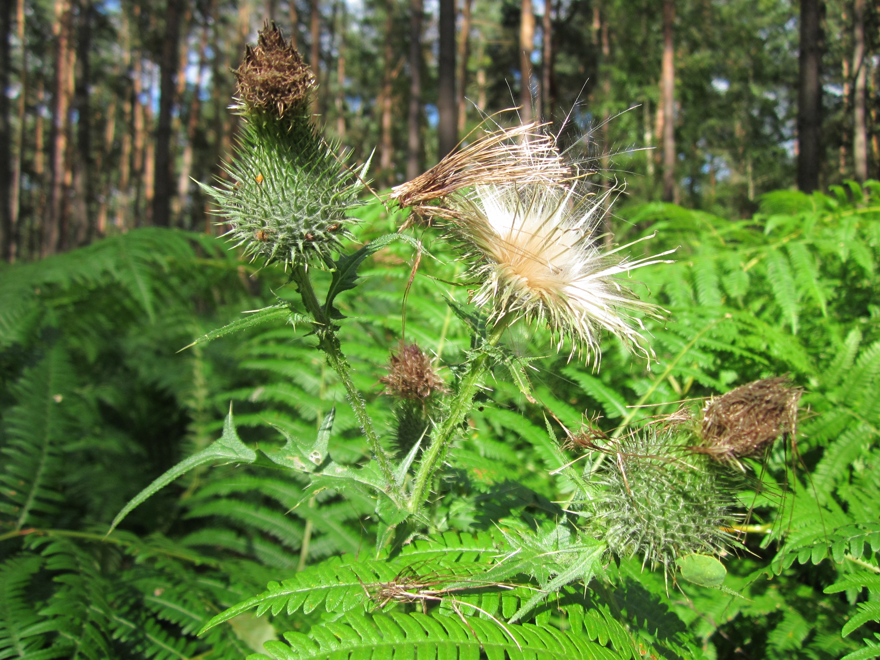 Bracken Fern fruit identification view