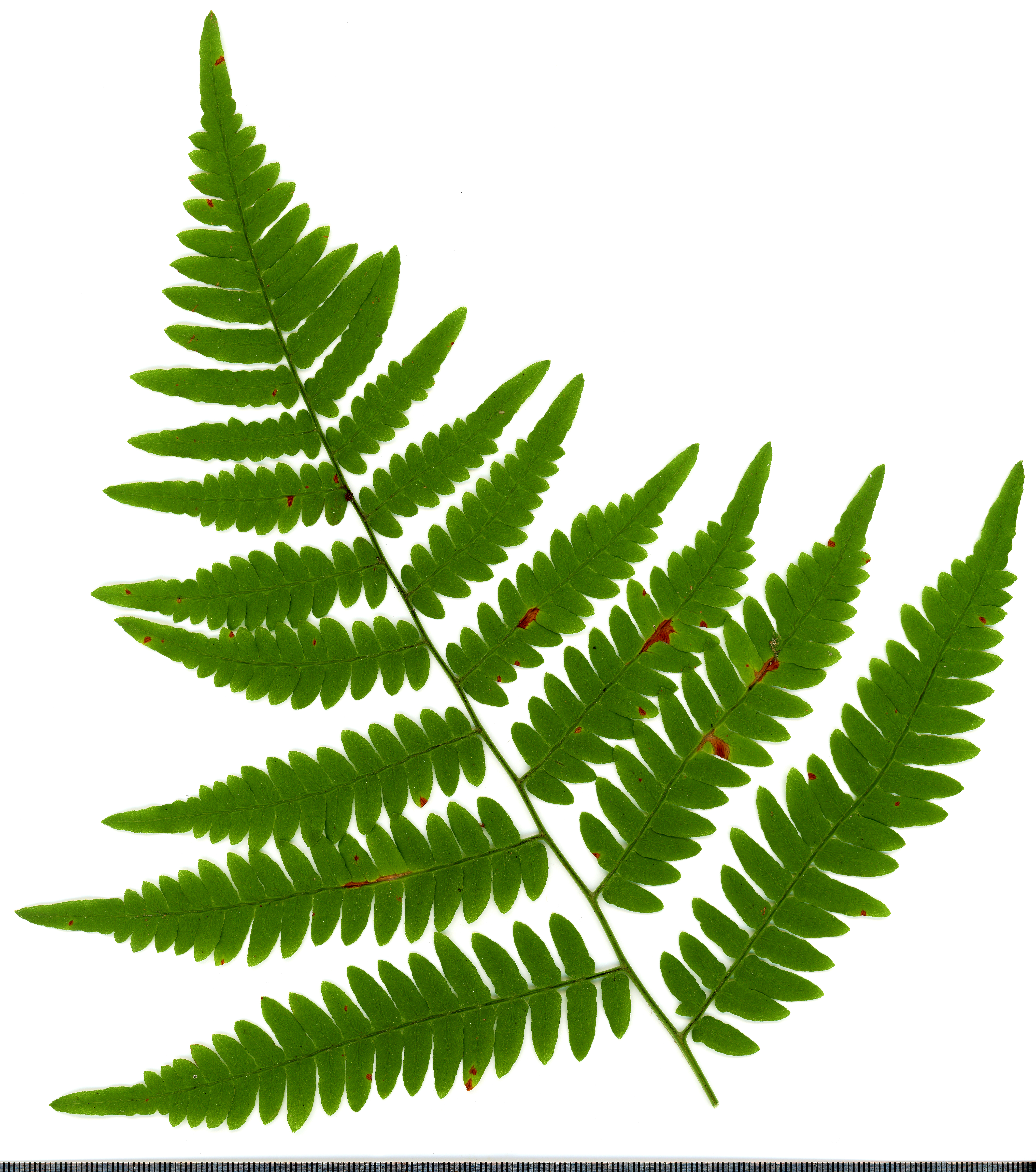 Bracken Fern leaf identification view