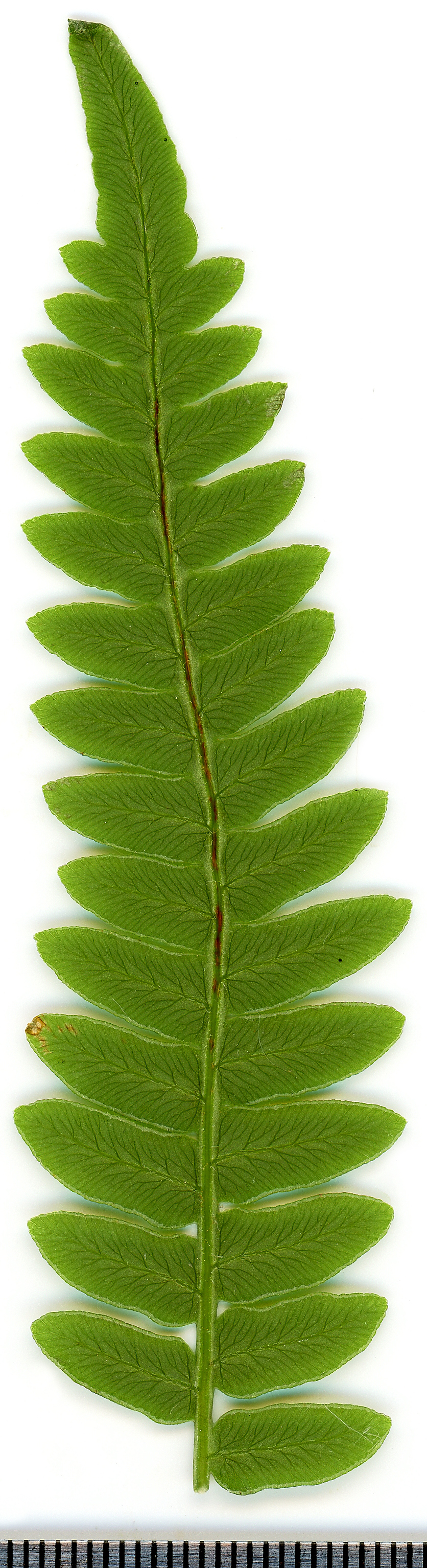 Bracken Fern plant identification view