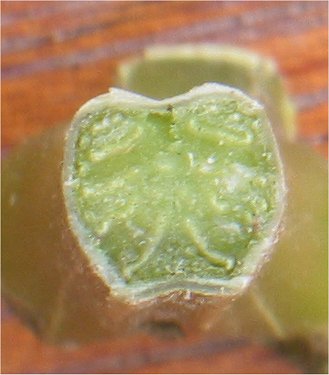 Bracken Fern stem identification view