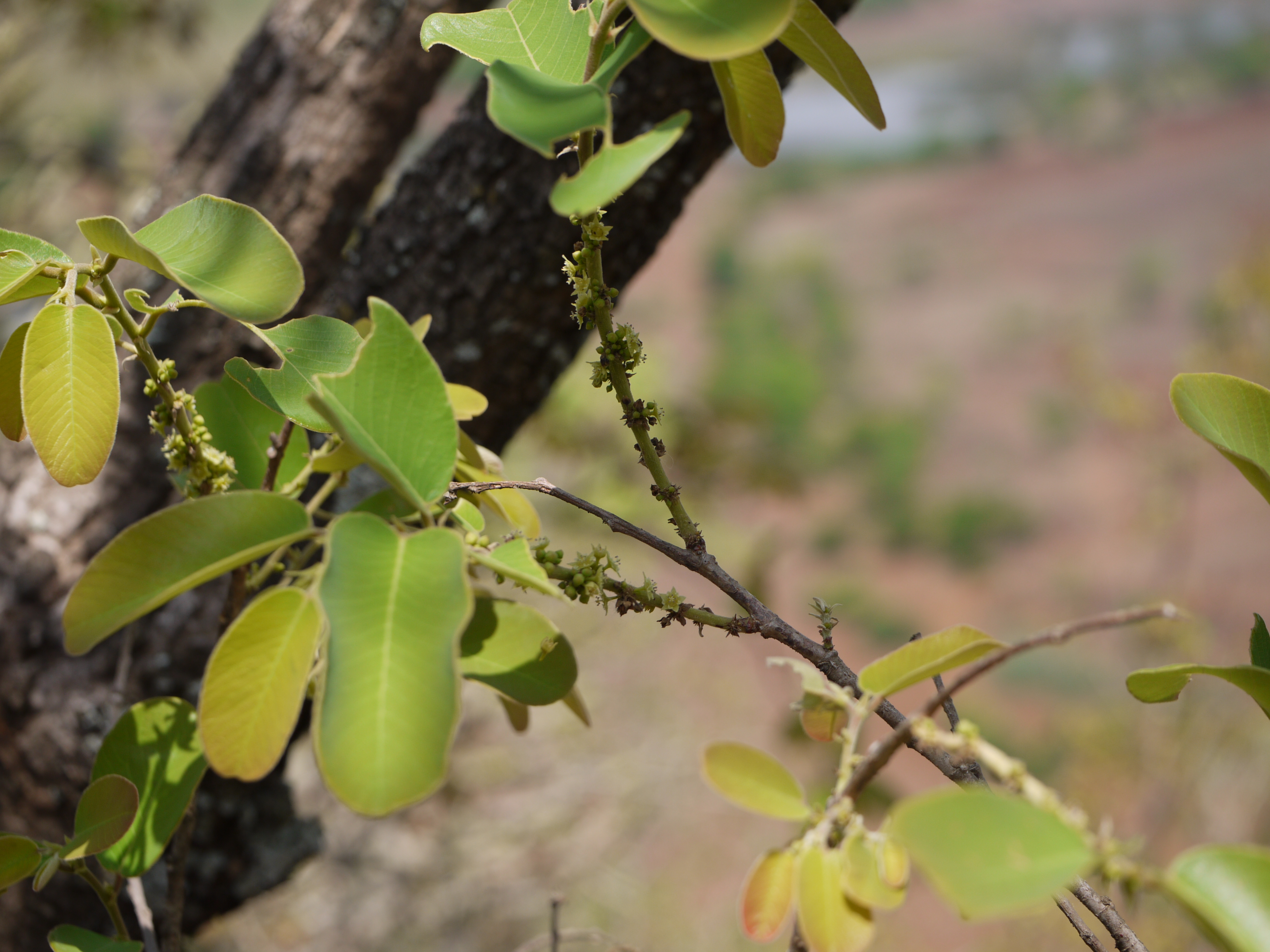 Bridelia retusa flower identification view