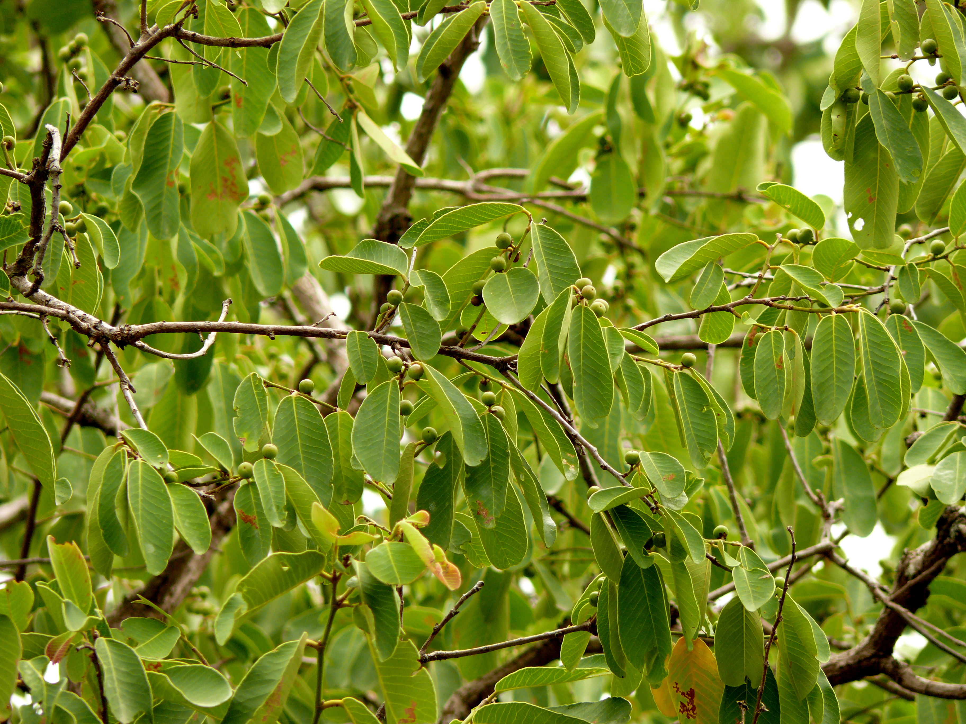 Bridelia retusa fruit identification view