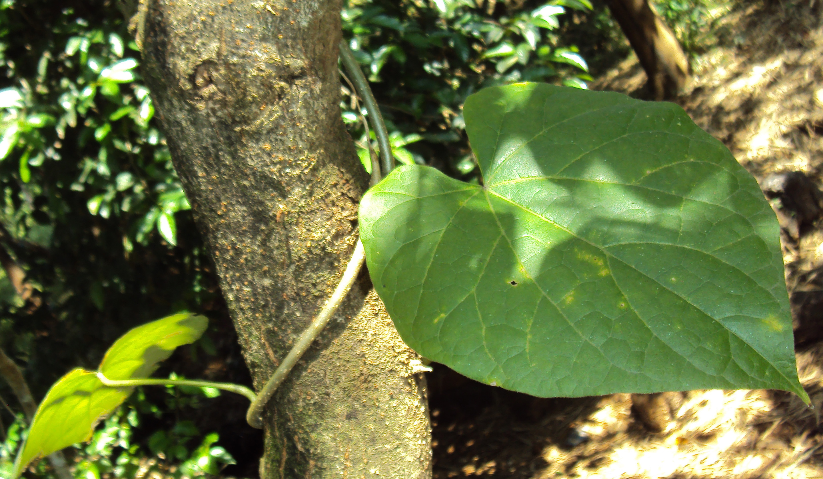 Bridelia retusa leaf identification view