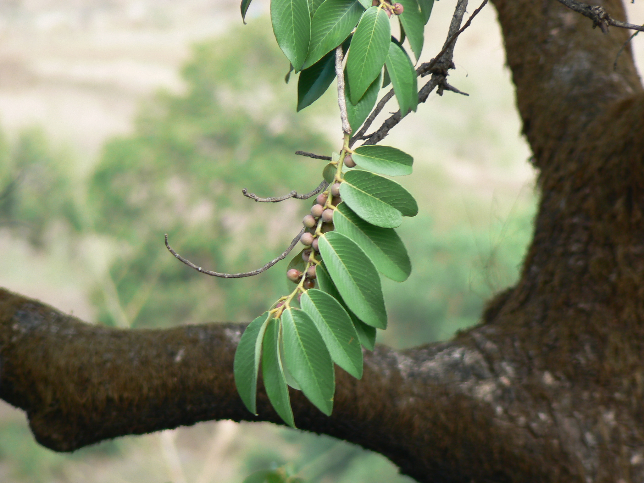 Bridelia retusa plant identification view