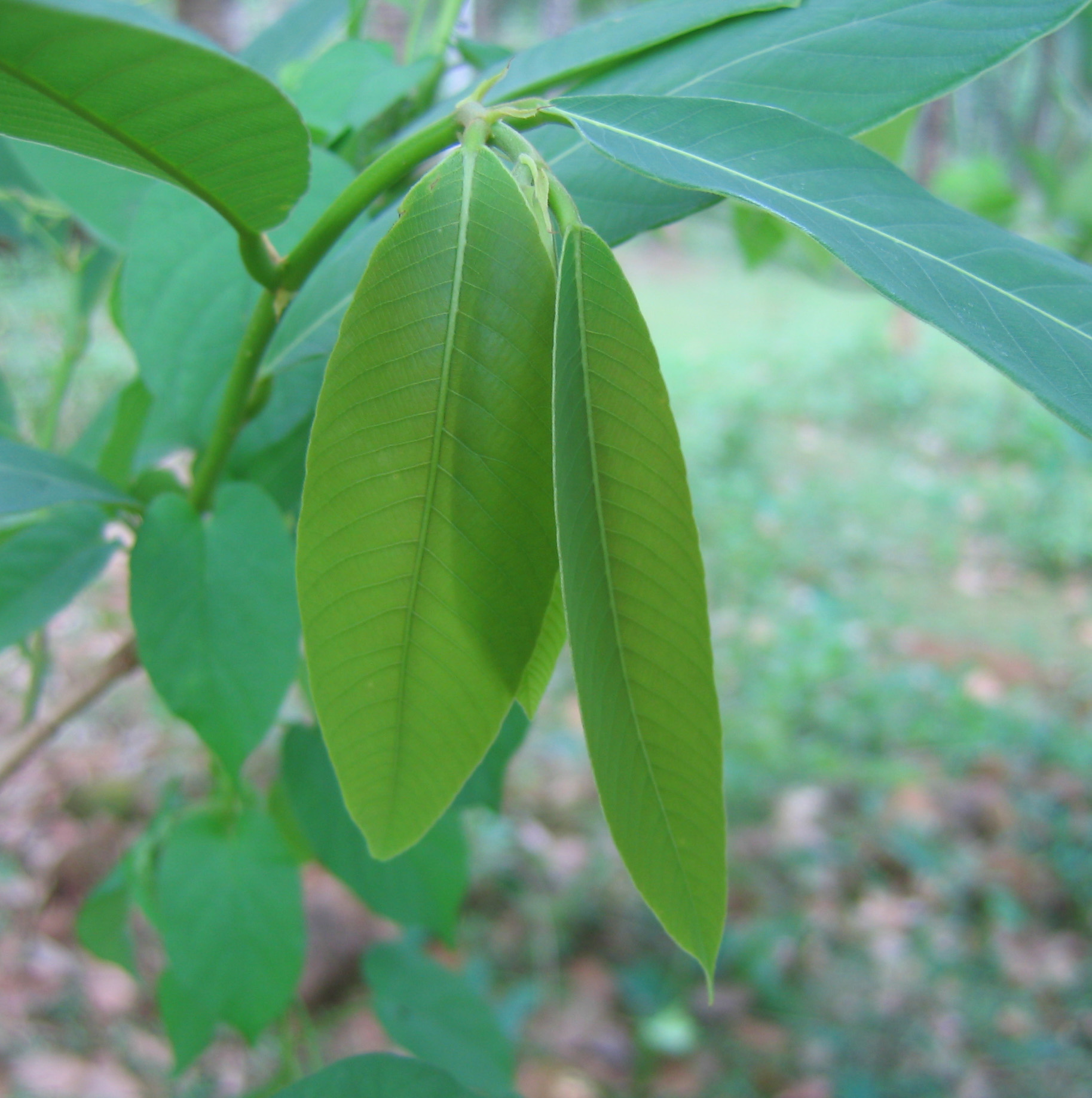 Bridelia retusa stem identification view