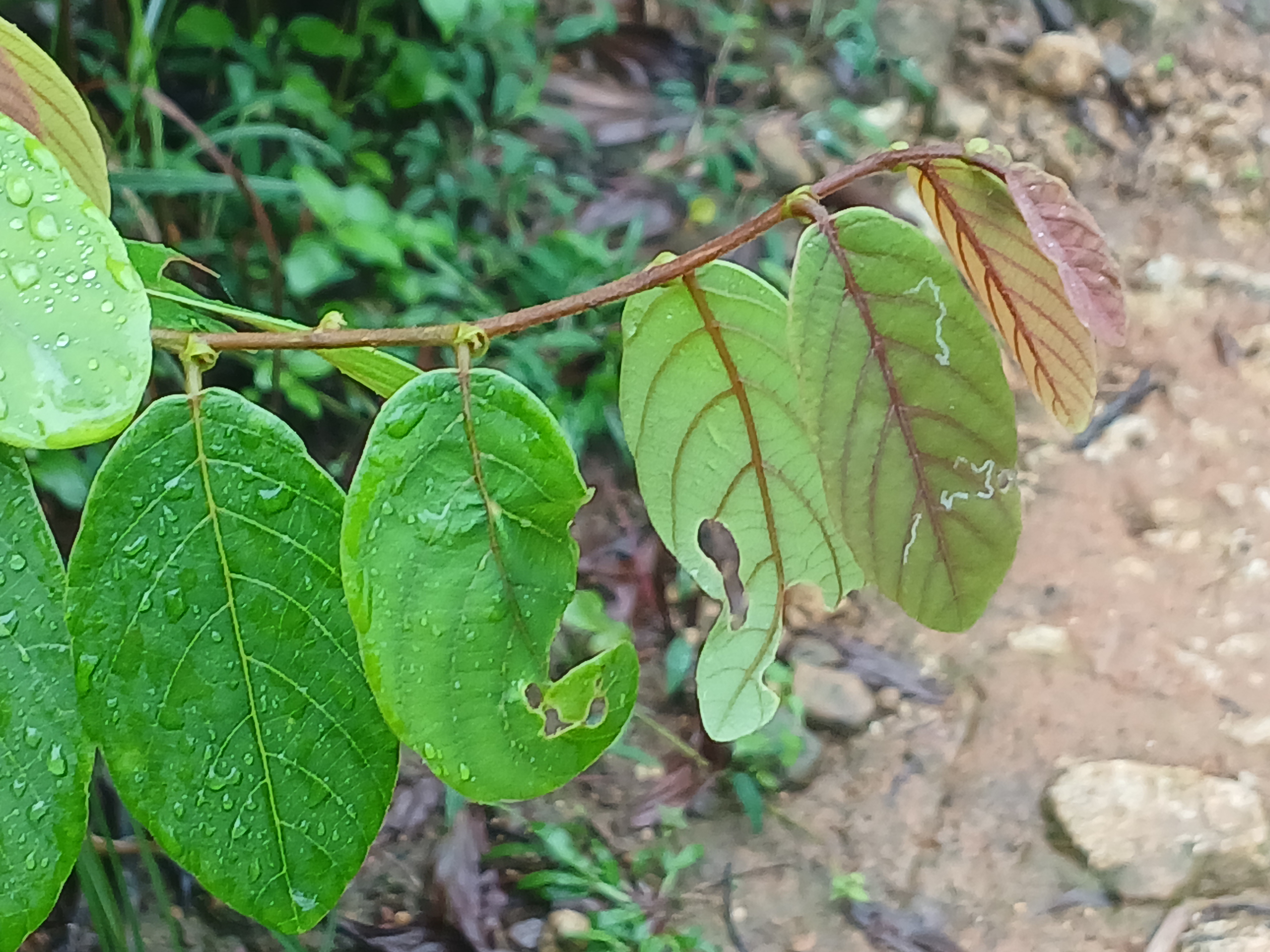 Bridelia stipularis flower identification view