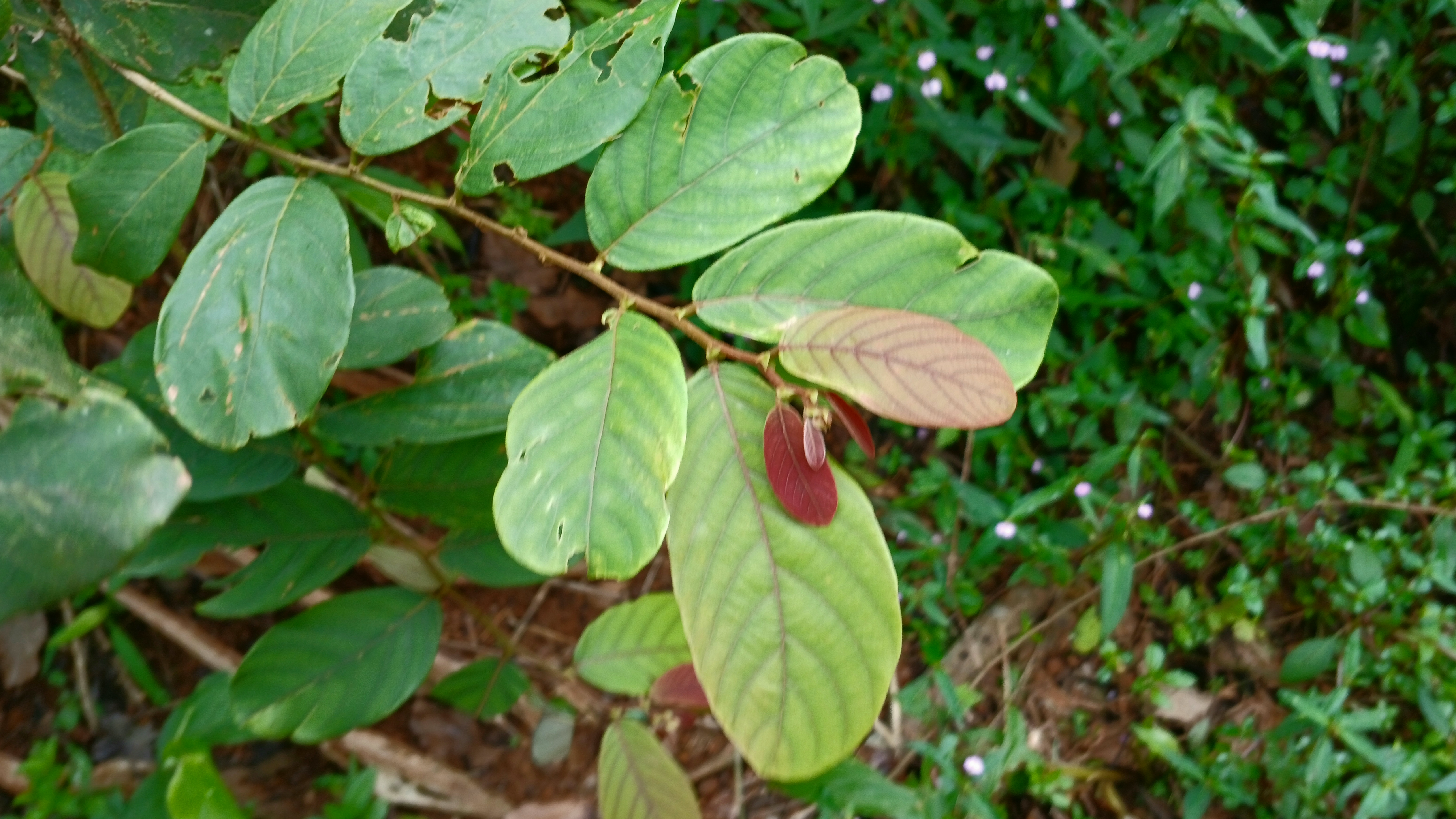 Bridelia stipularis fruit identification view