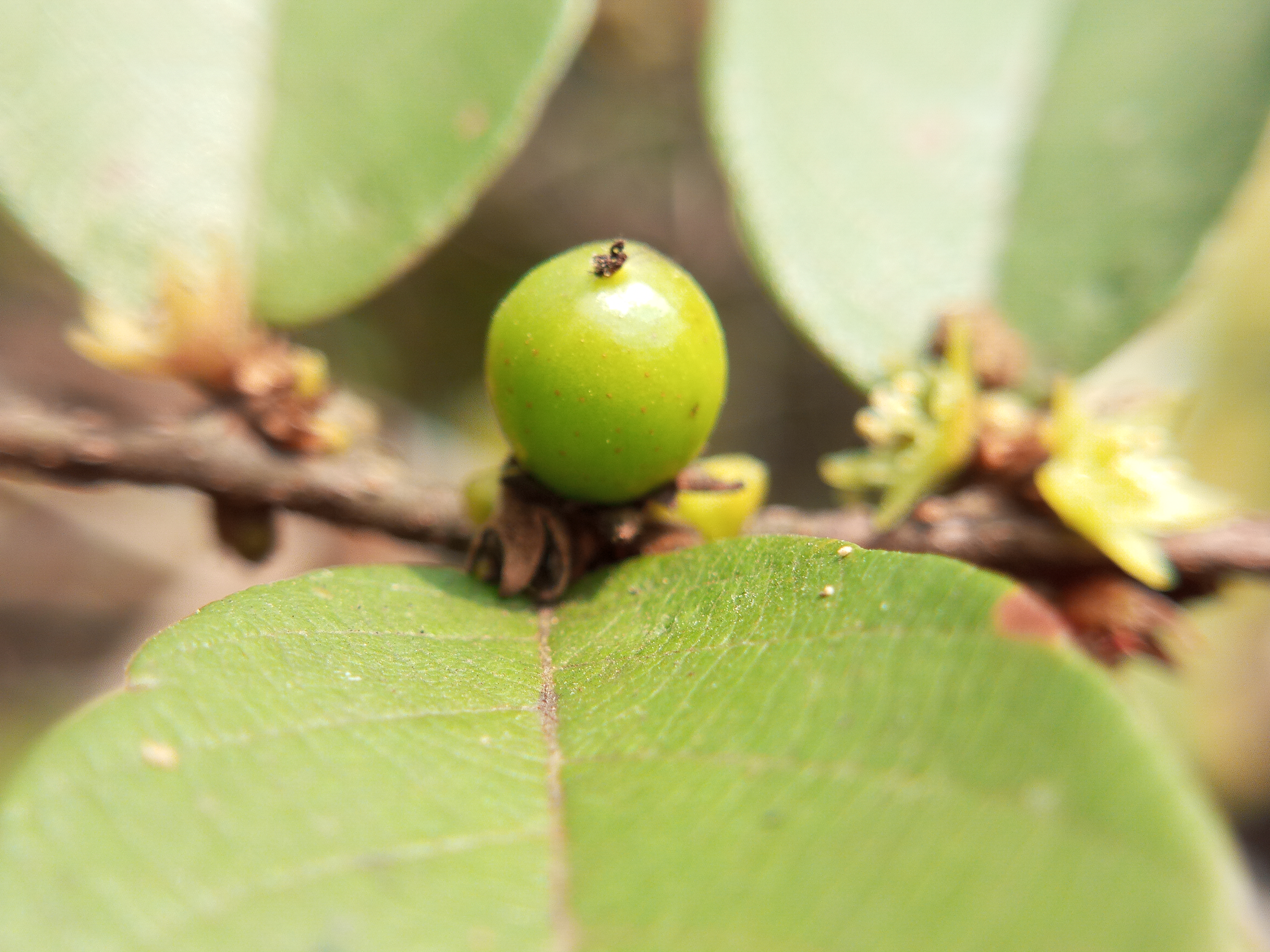 Bridelia stipularis leaf identification view