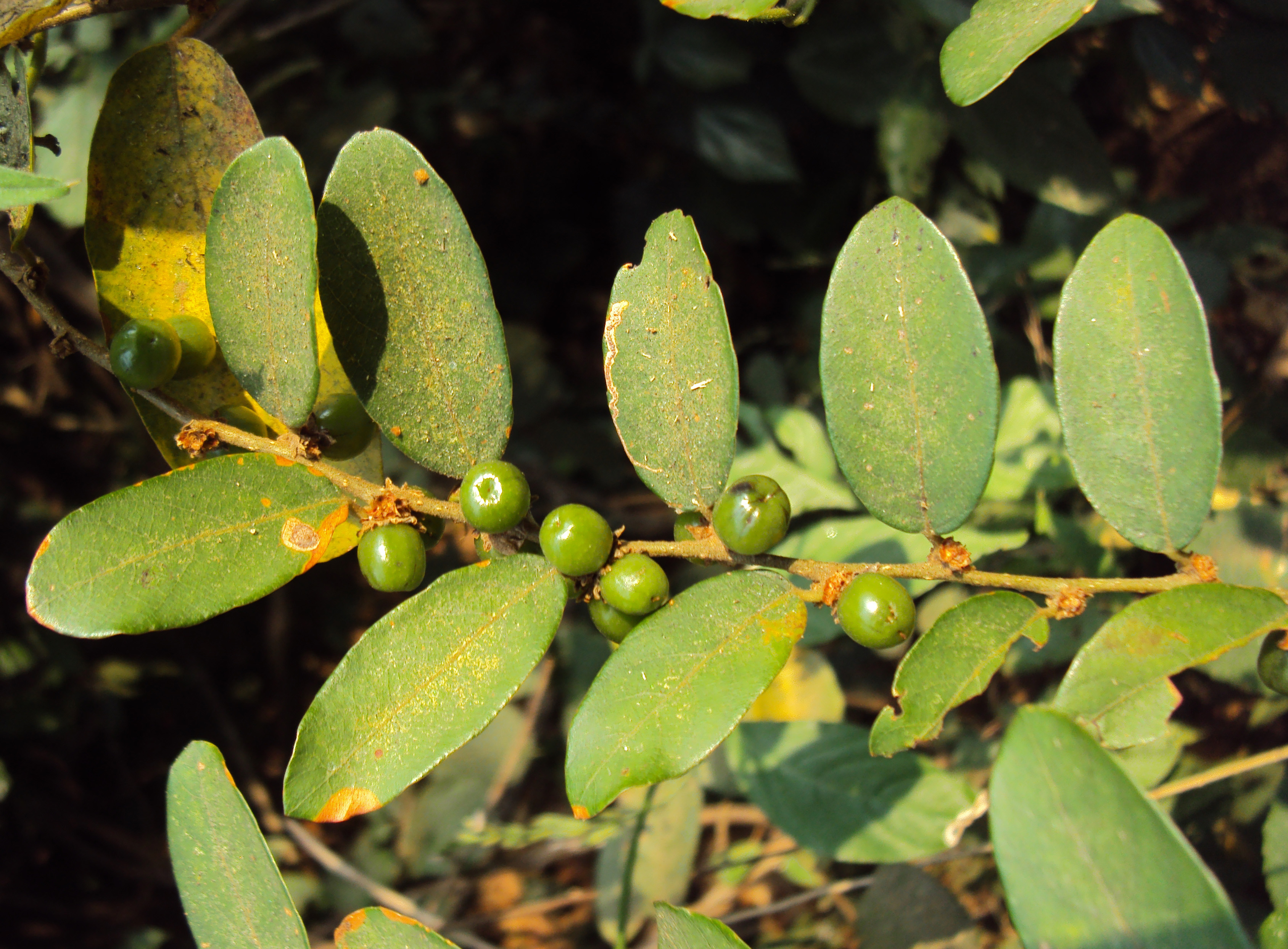 Bridelia stipularis plant identification view