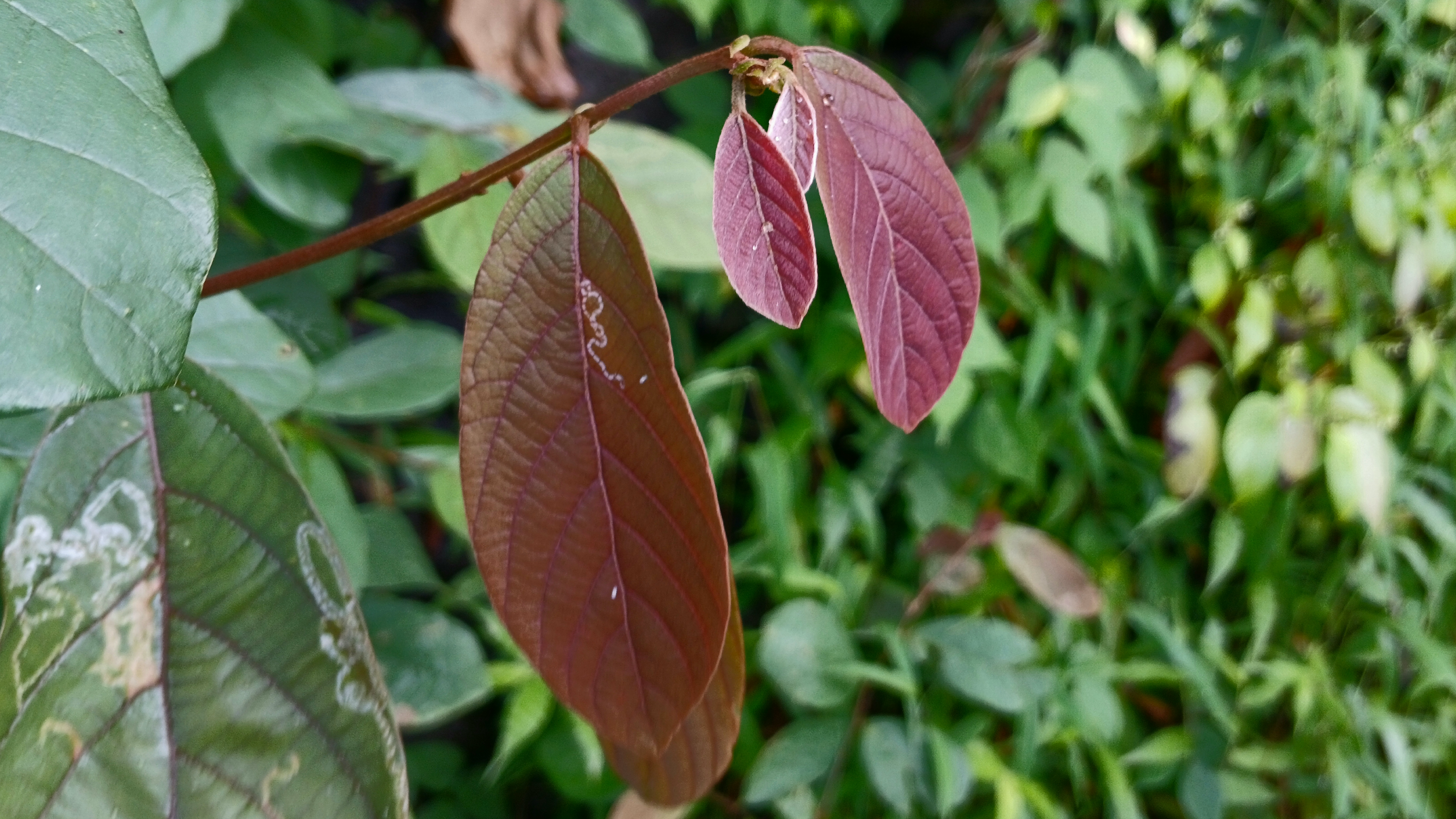 Bridelia stipularis stem identification view