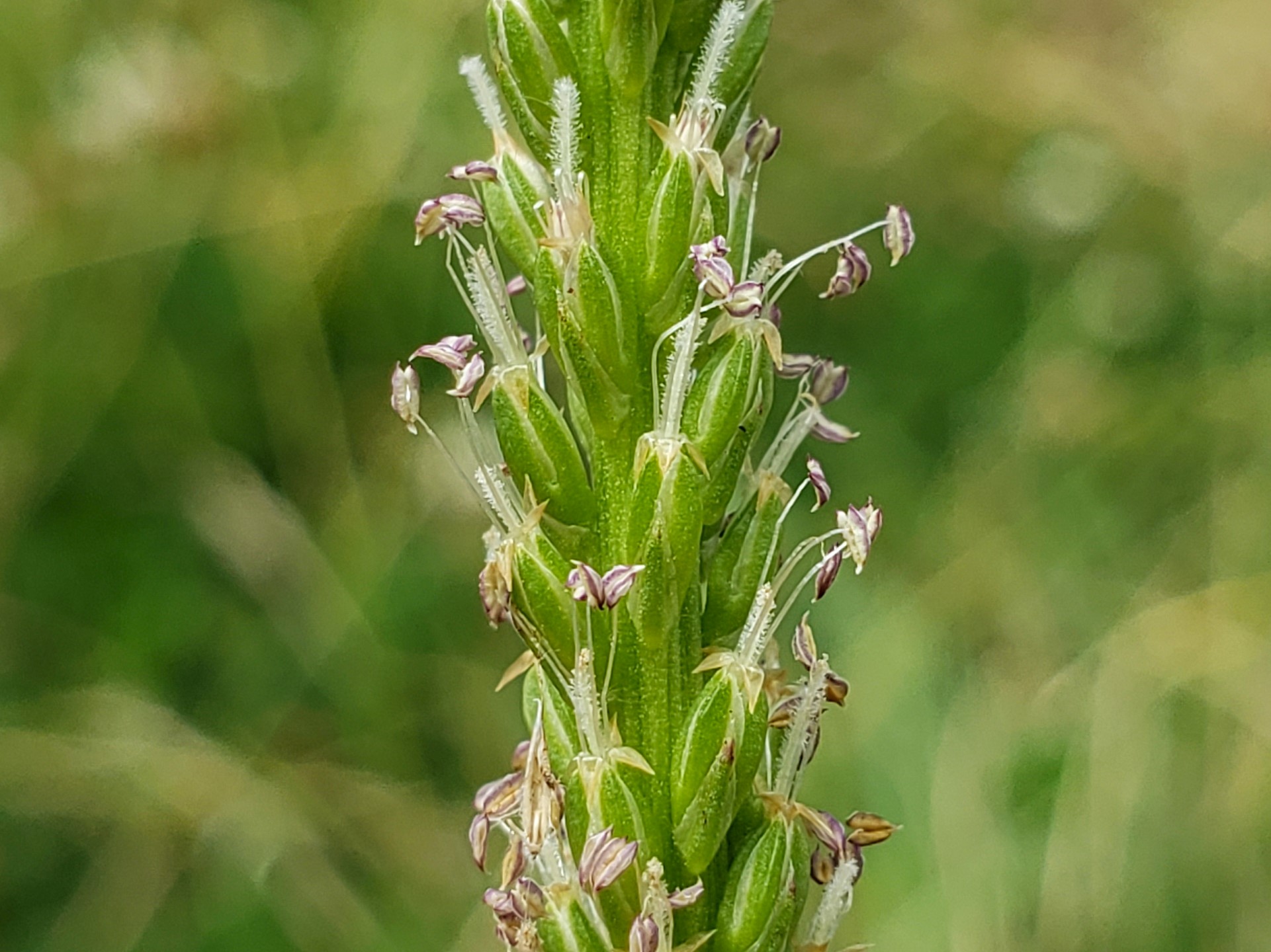 Broadleaf Plantain flower identification view