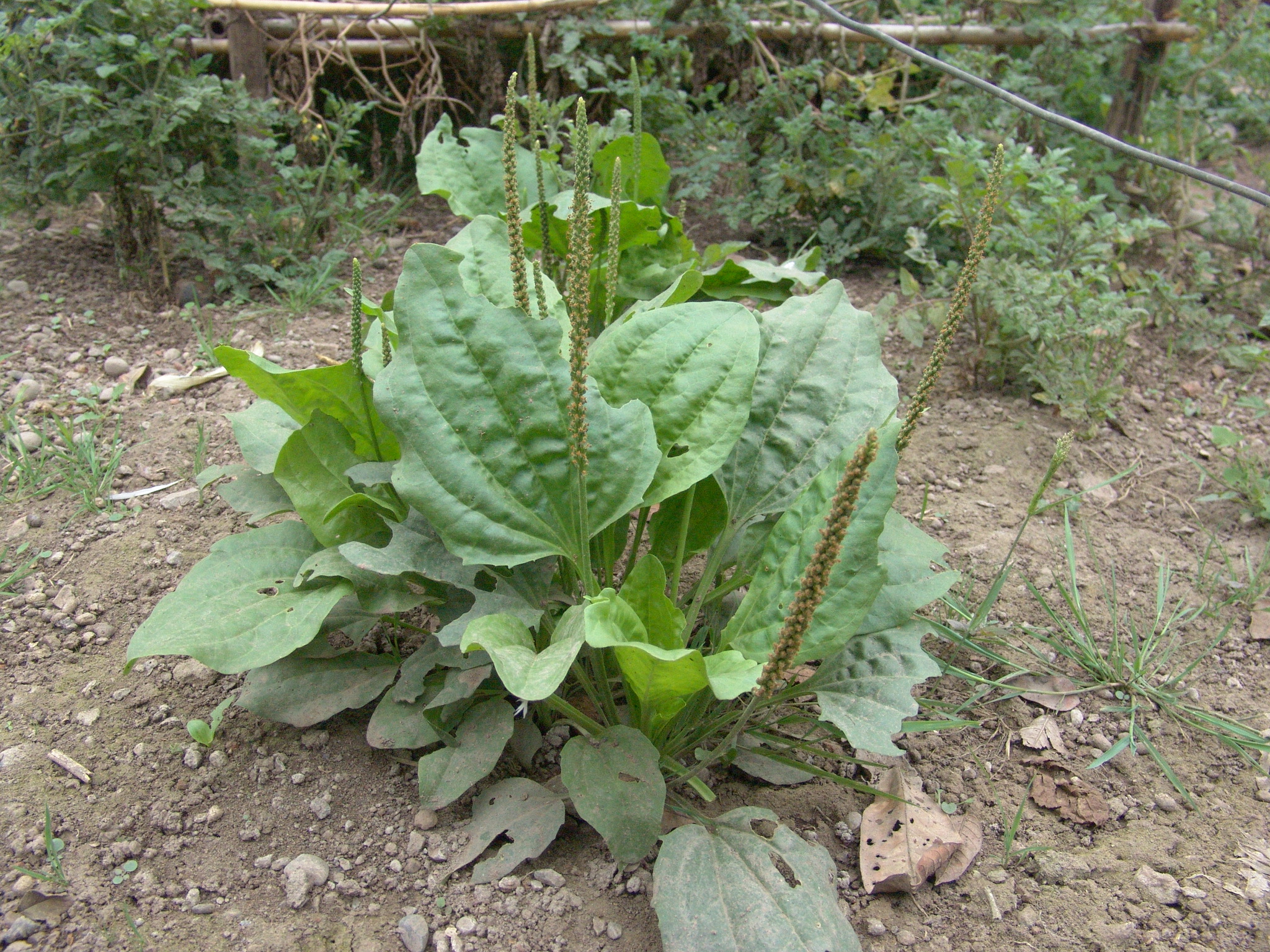 Broadleaf Plantain leaf identification view