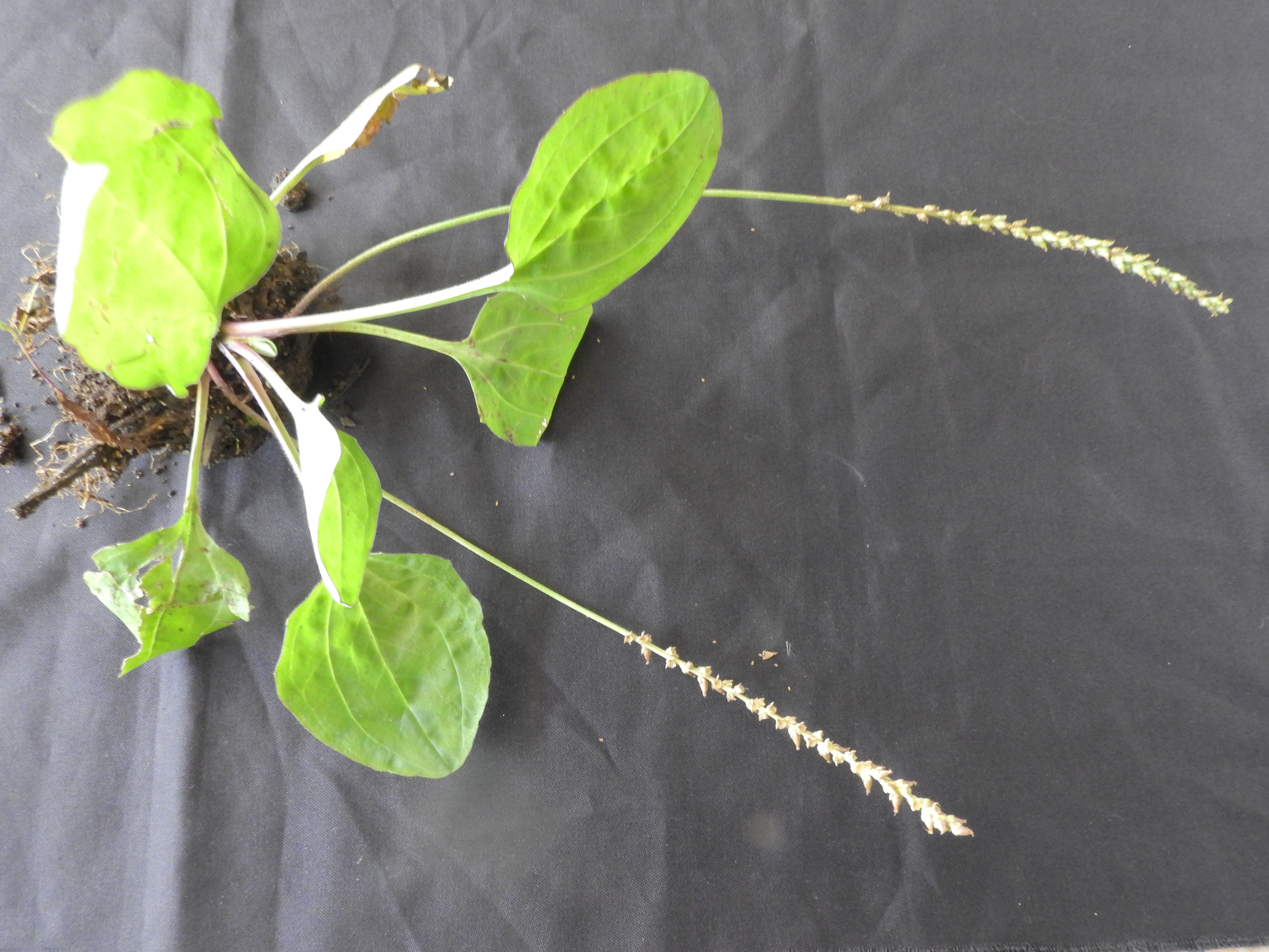 Broadleaf Plantain stem identification view