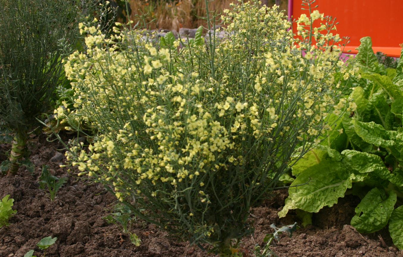 Broccoli flower identification view